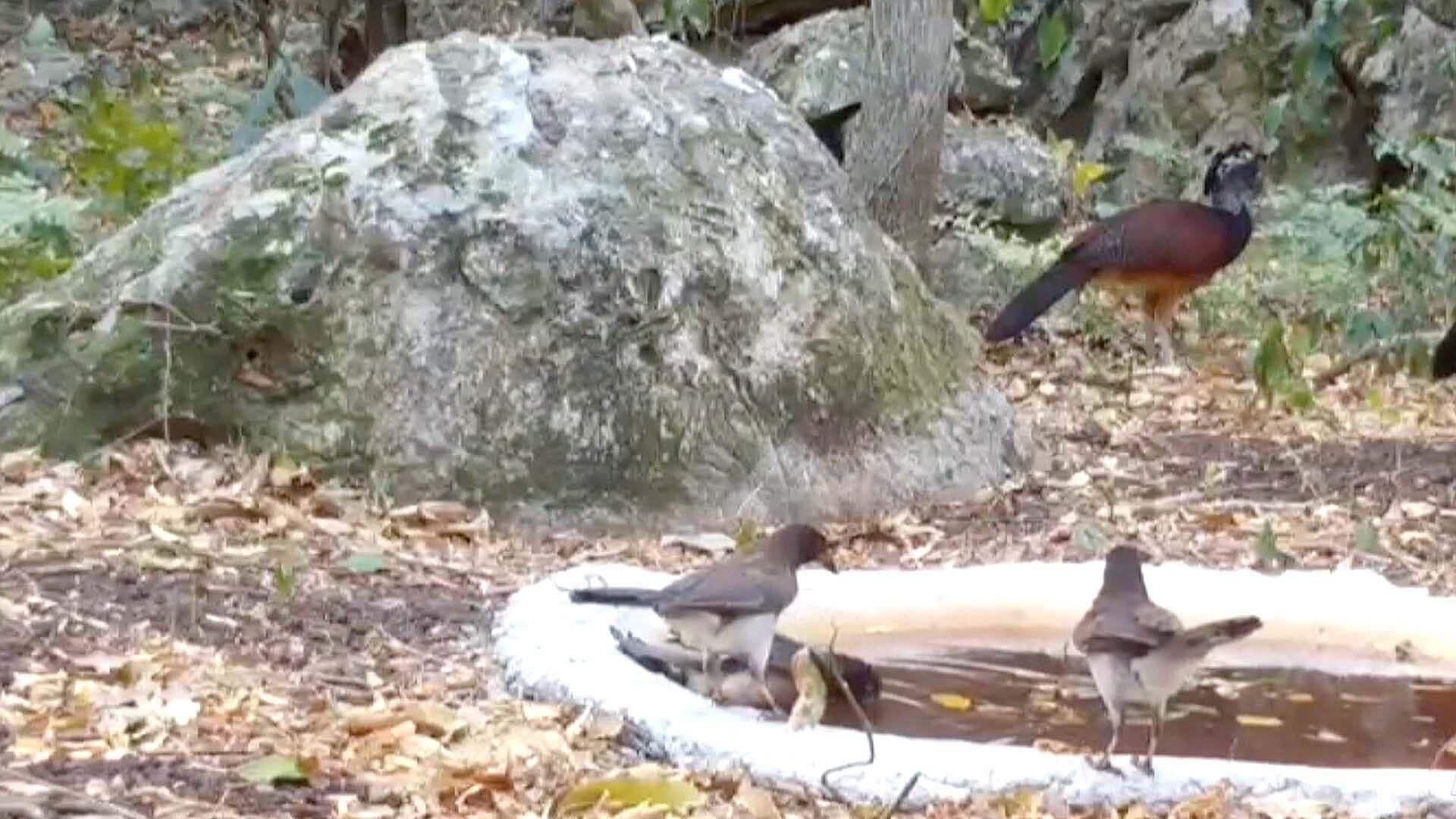 Instalan Bebederos para Fauna en Biosfera el Cielo en Tamaulipas