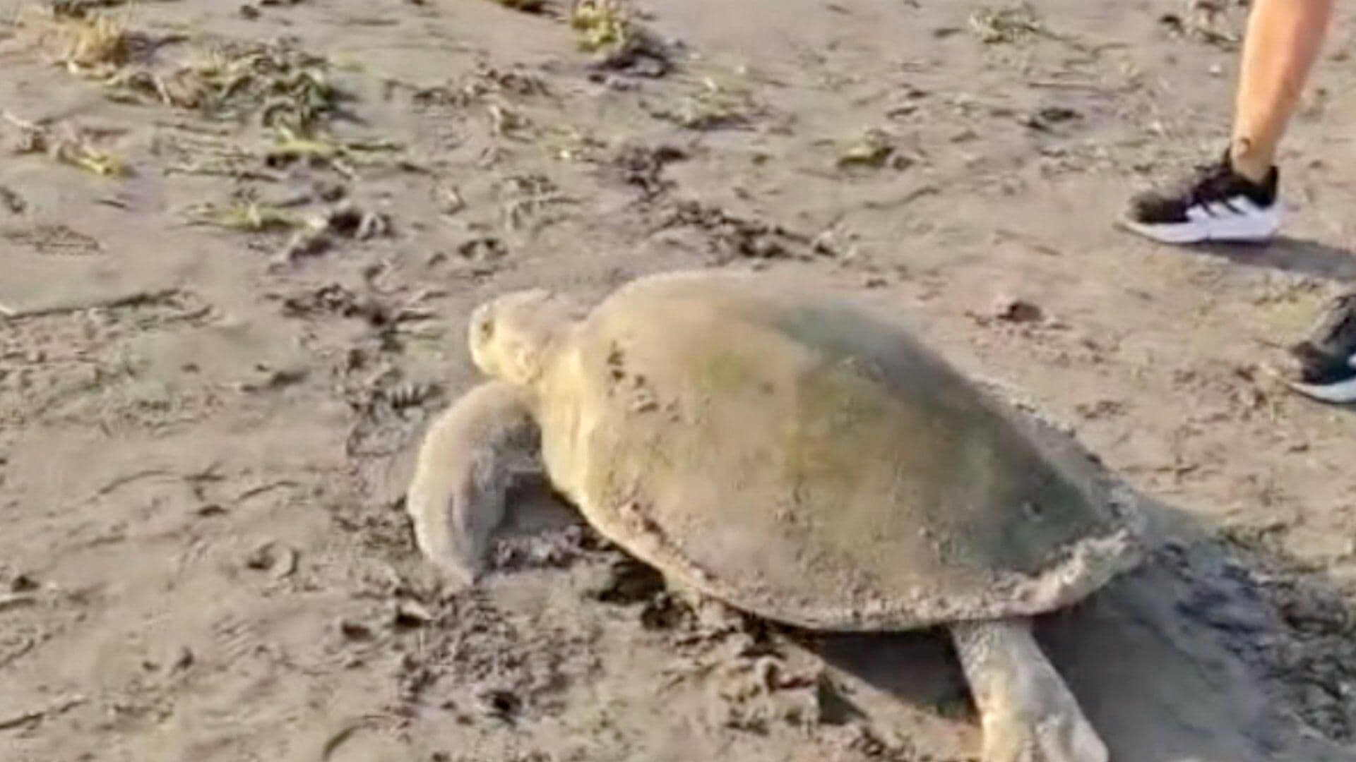 Tortuga Regresa al Mar tras Intentar Desovar en Playa de Veracruz; Ciudadanos se Acercaron Mucho