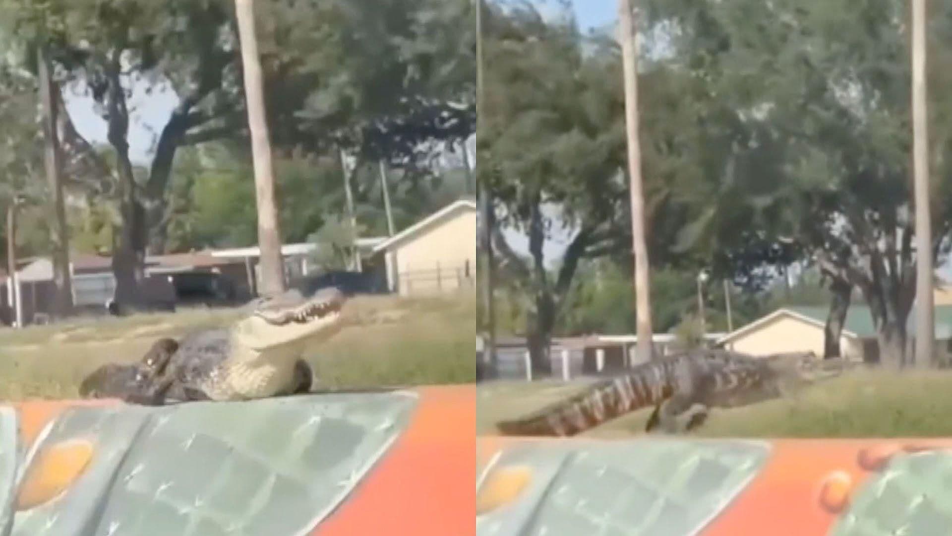 Video: Avistan Caimán en Canal de Riego en McAllen
