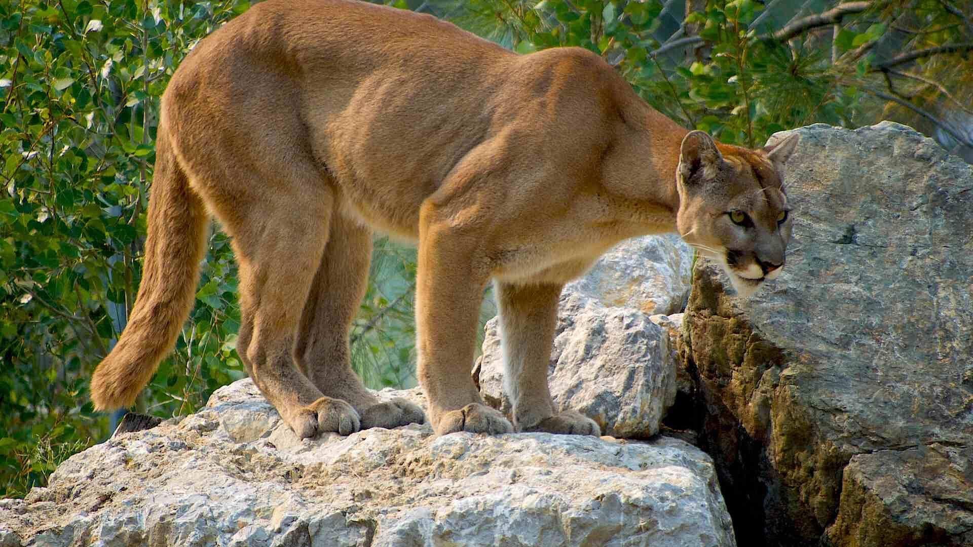 Especialistas Acudieron a Rescatar Un Puma en Río Blanco, Municipio de Peñamiller