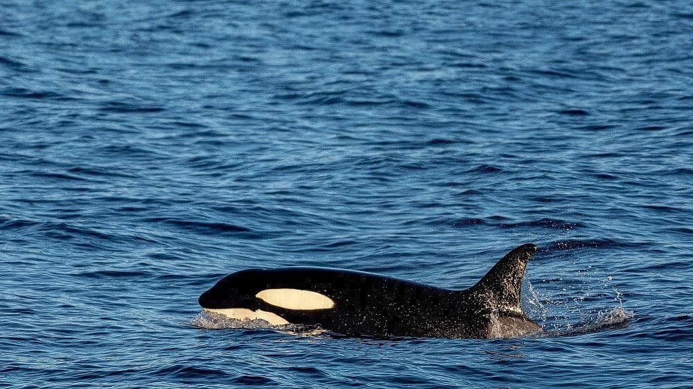Los Ataques de las Orcas en Gibraltar