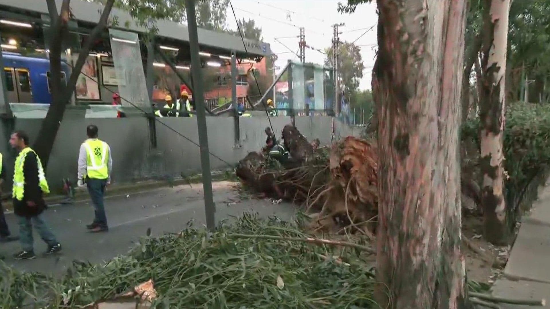 Enorme Árbol Cae y Daña Estación La Noria del Tren Ligero; Hay Servicio Provisional