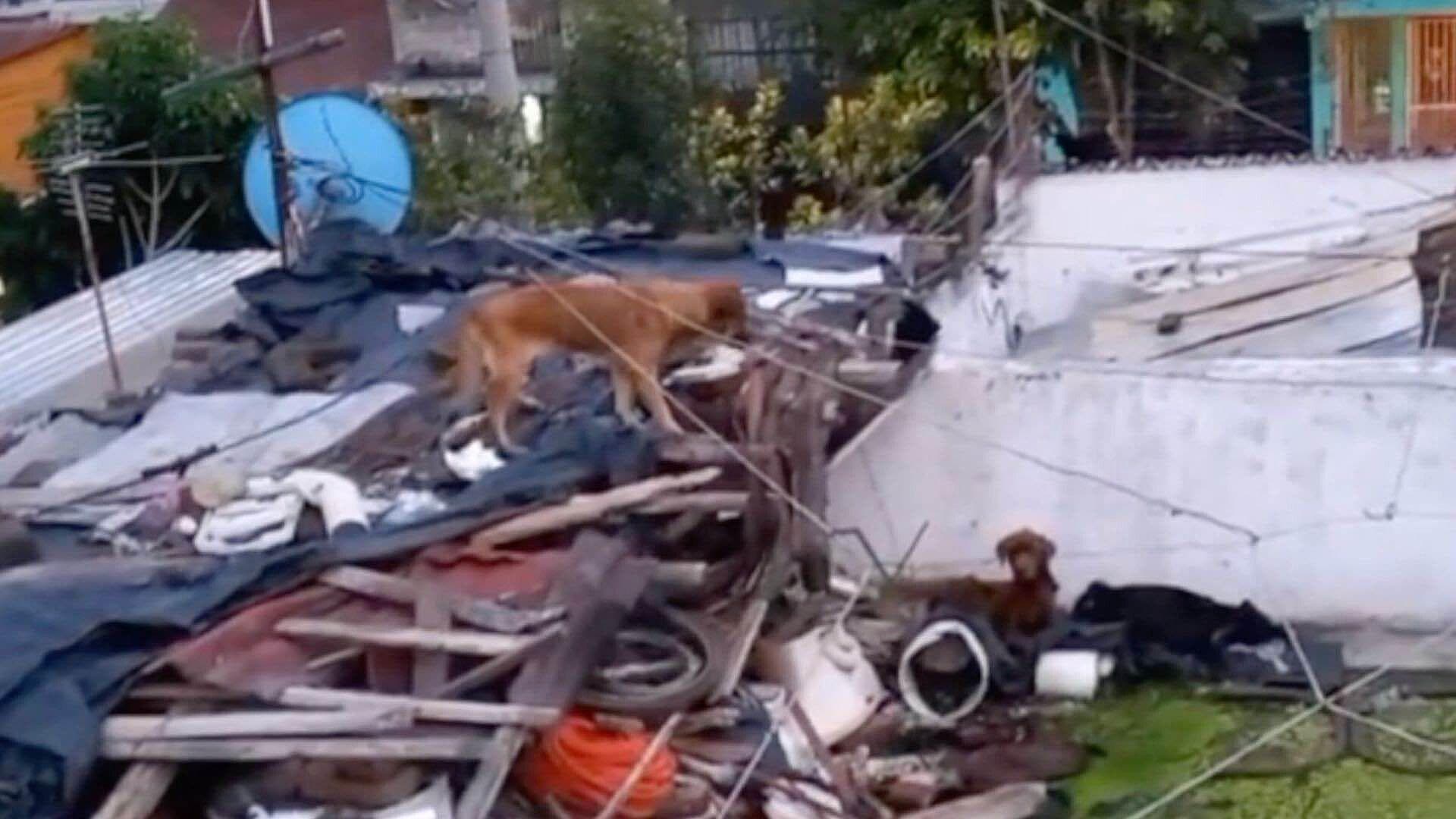 Rescatan a Perro y Gatos en Grave Estado de Abandono en un Domicilio de Lomas Casa Blanca