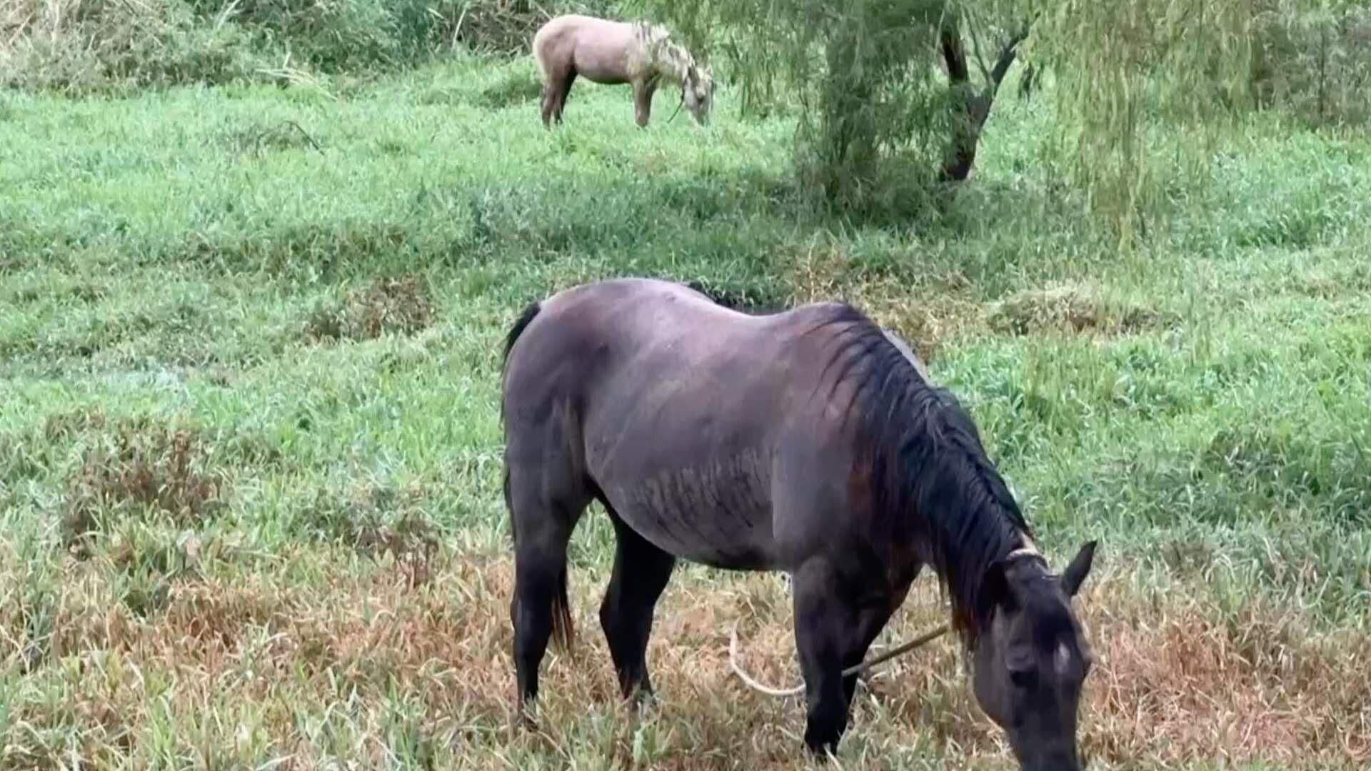 Laguna Lagartos se Empieza a Llenar de Agua con Caballos Dentro