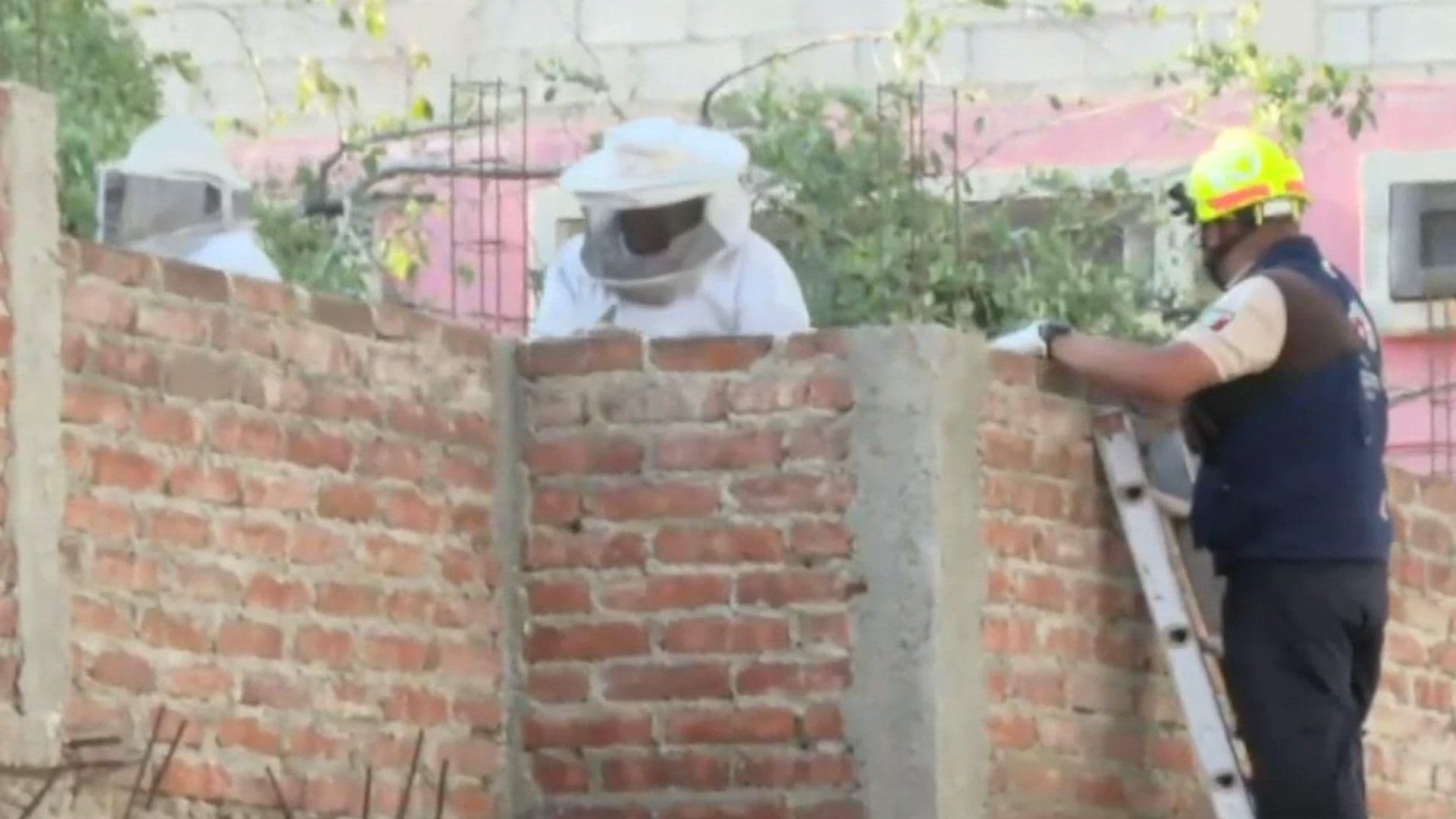 Familia es Atacada por Abejas en la Colonia San Pablo en León y Protección Civil los Salva