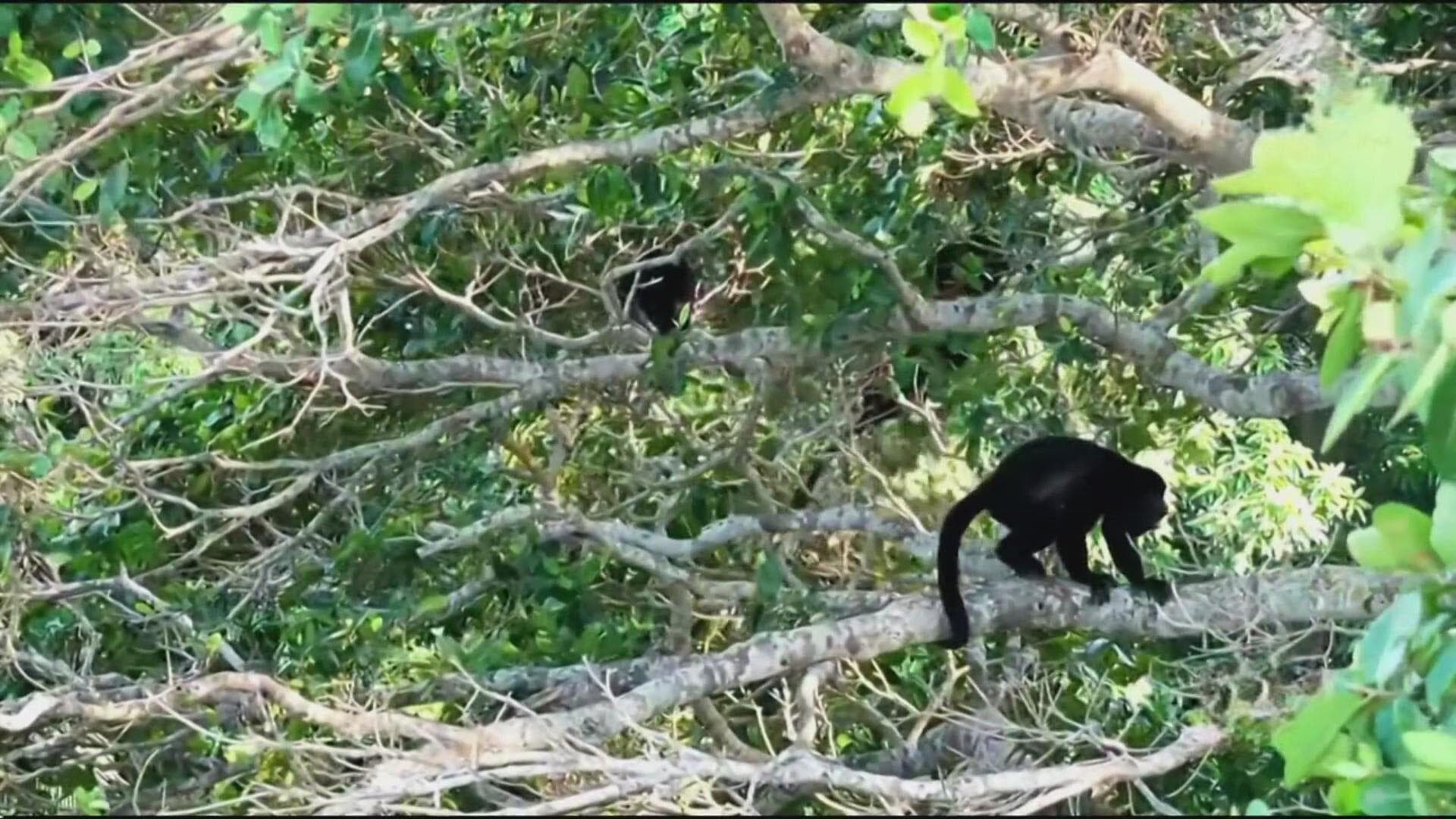 Comunidad al Rescate: Habitantes de Comalcalco, Tabasco, Resguardan al Mono Sarahuato