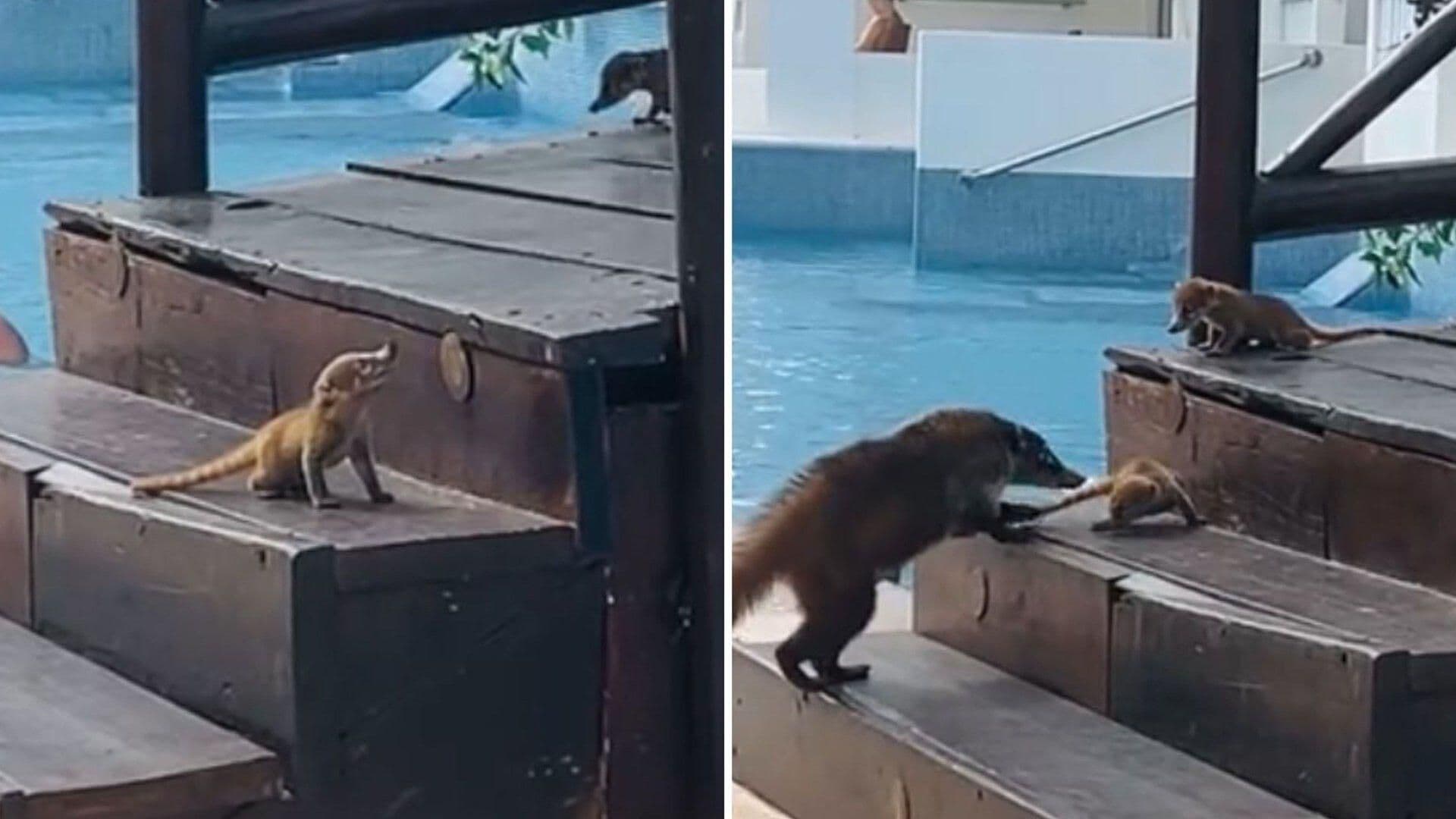 VIDEO: Captan a Bebés Coatís Paseando Por un Hotel de la Riviera Maya