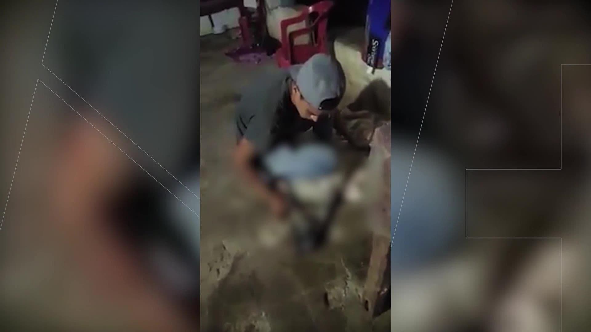 12 Perros Fueron Envenenados en Talpa de Allende: Autoridades Investigan el Caso