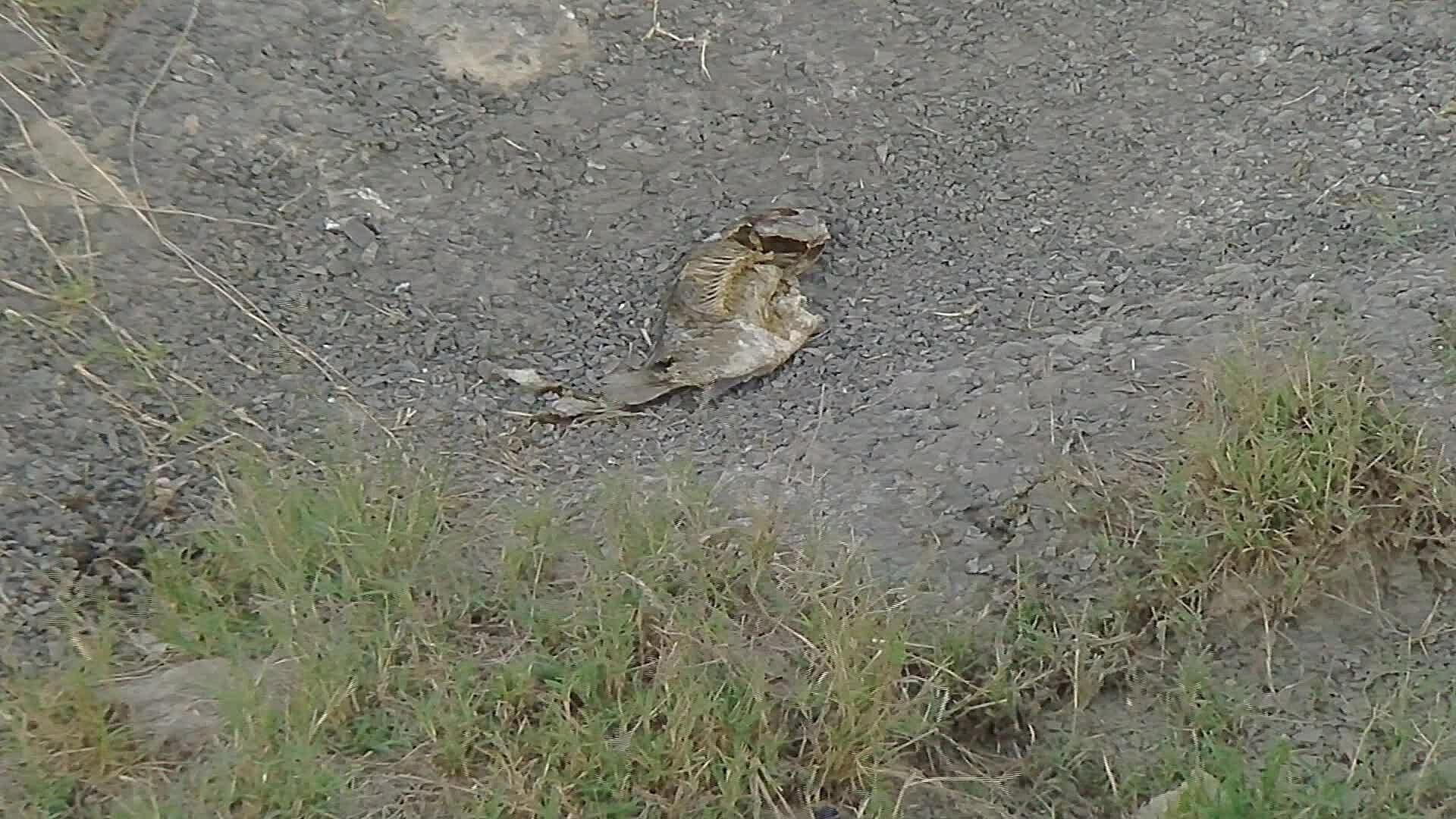 Alarma a Vecinos Muerte de Peces en Río Pesquería