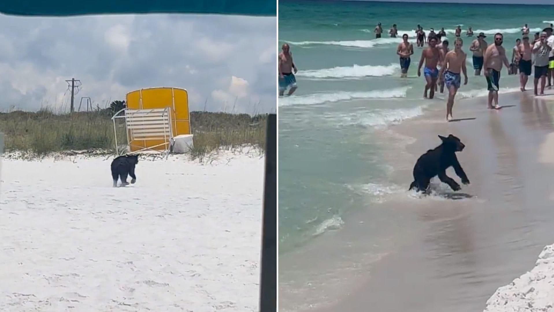 Oso Se Divierte Nadando y Corriendo por Playa de Florida