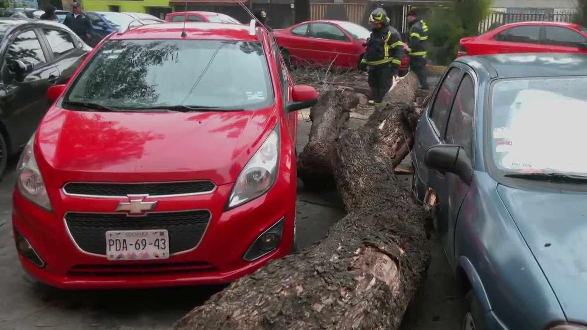 Cae Enorme Árbol en la Jardín Balbuena, CDMX, Dos Autos Resultaron Afectados