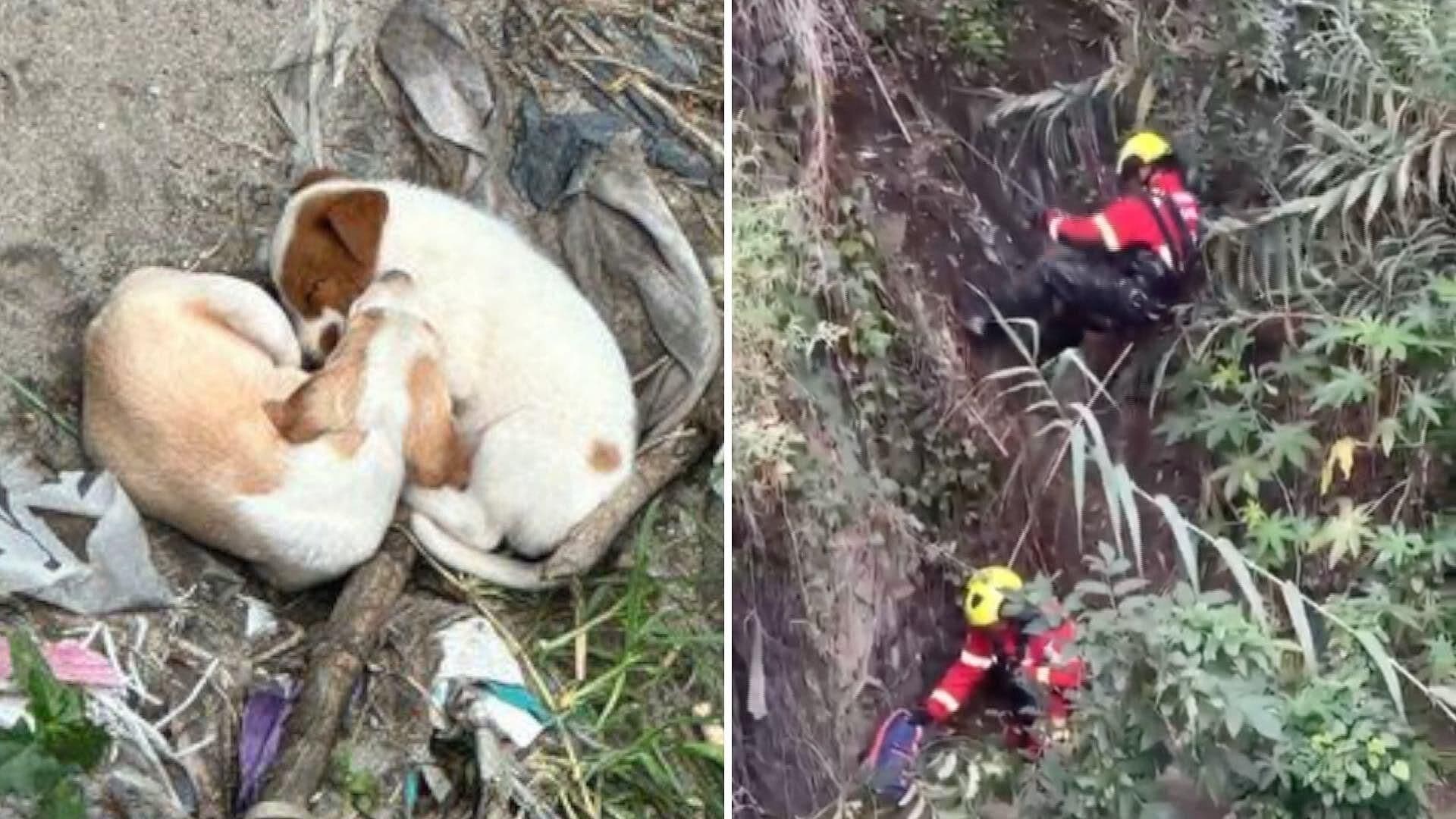 Rescatan a Dos Perritos de Ser Llevados por el Río Alseseca