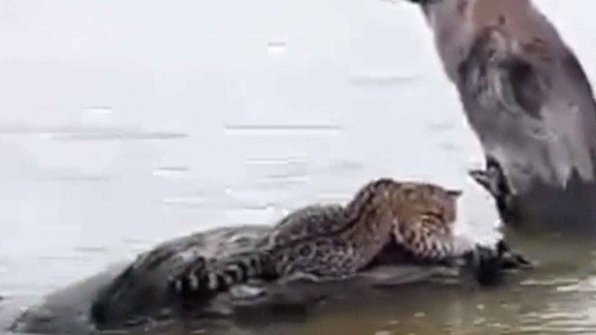 Pescadores Encuentran Jaguar en Presa Vicente Guerrero de Tamaulipas