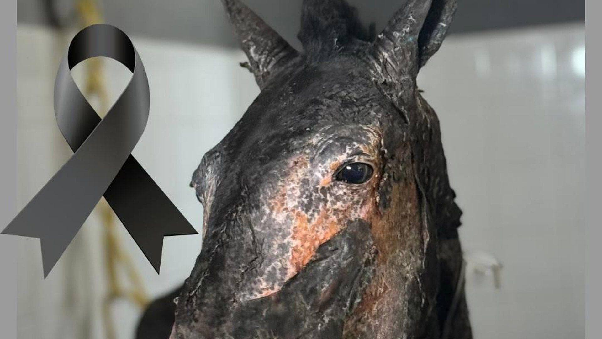 Muere ‘Fénix’, Caballo Rescatado de Incendios Forestales en la Selva Lacandona, Chiapas