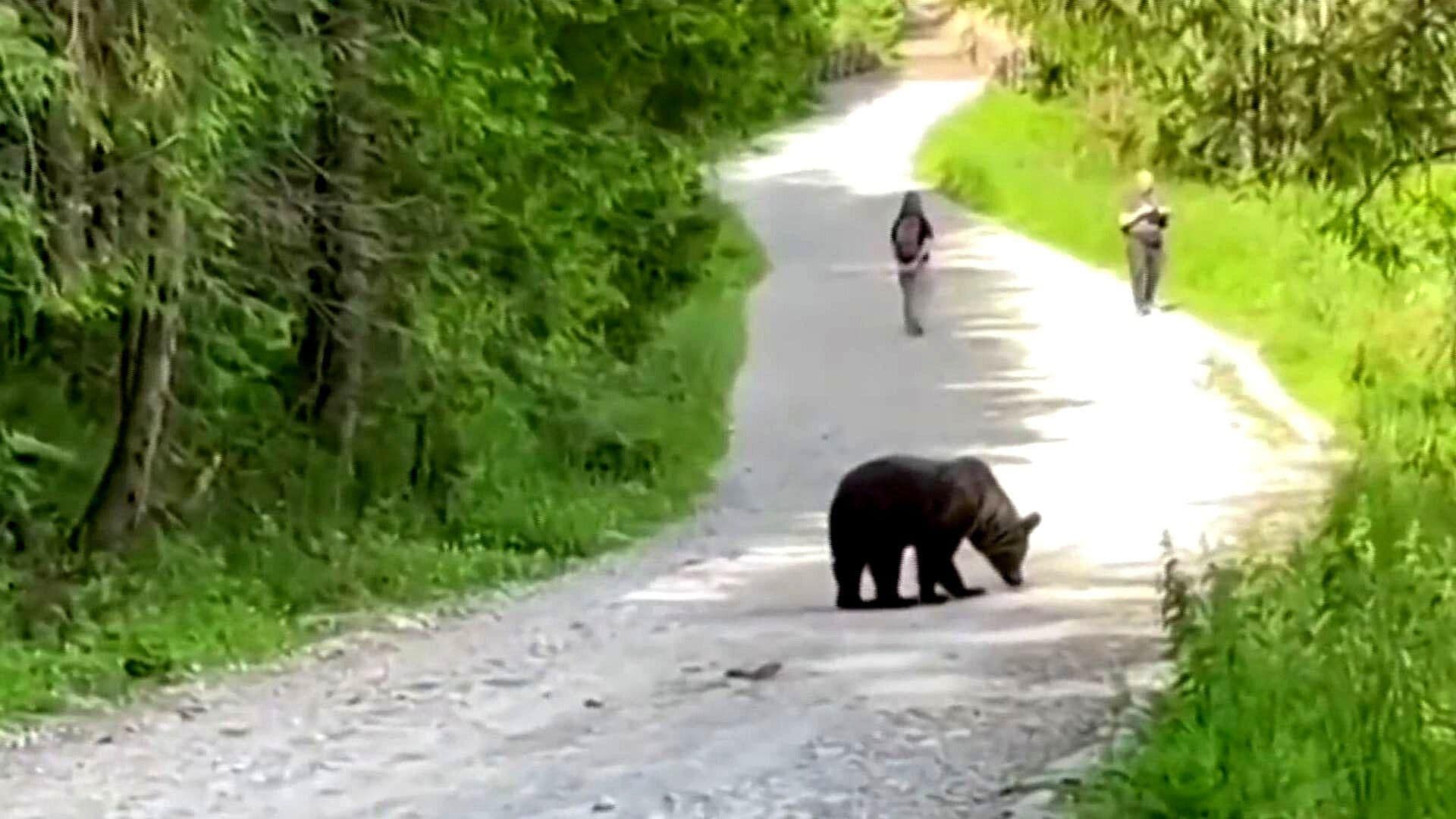 Turistas se Encuentran con Una Osa y sus 3 Cachorros en Montaña de Polonia | VIDEO