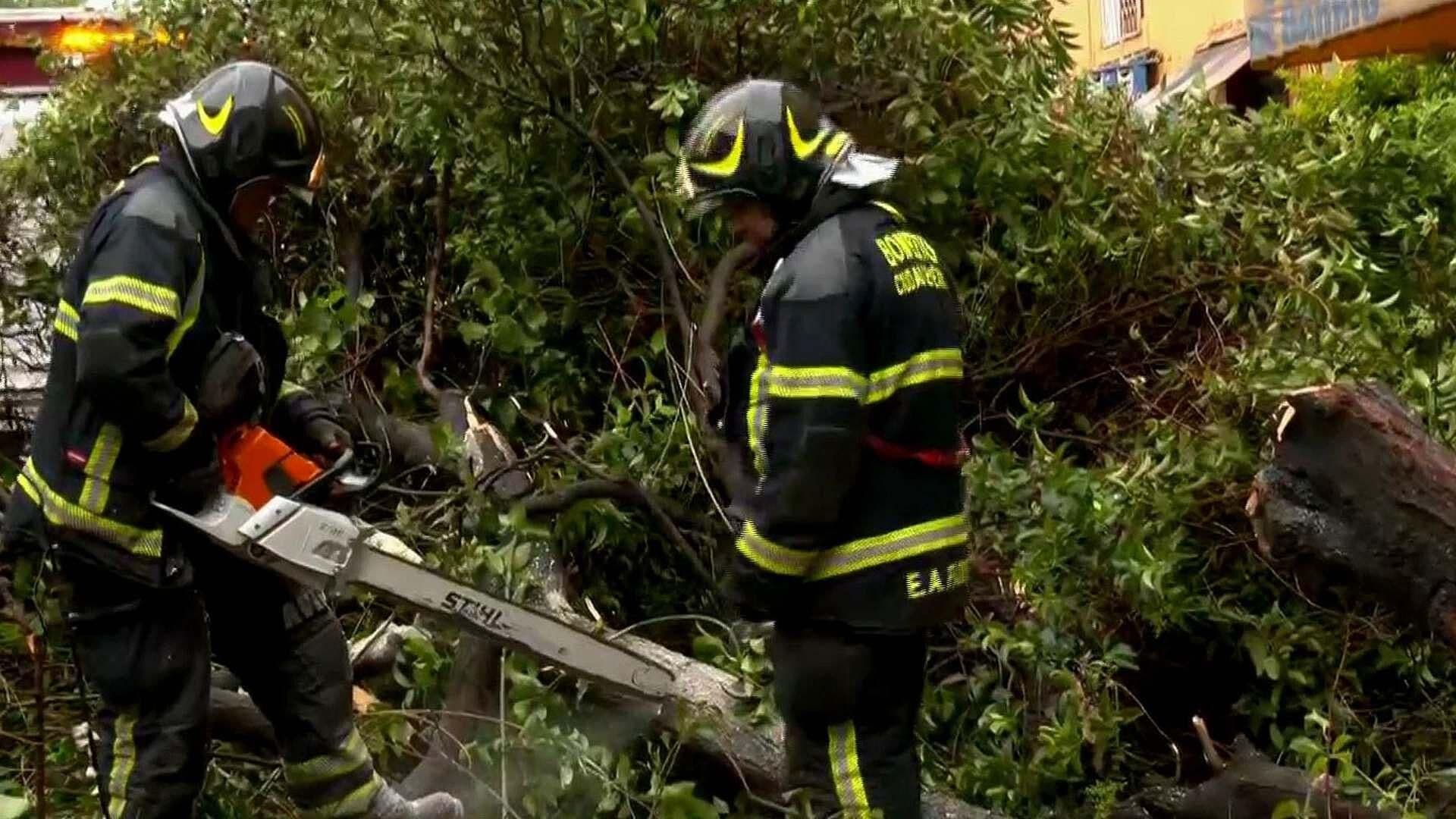 Bomberos Seccionan y Retiran Árbol Caído en la Col. Doctores, en CDMX