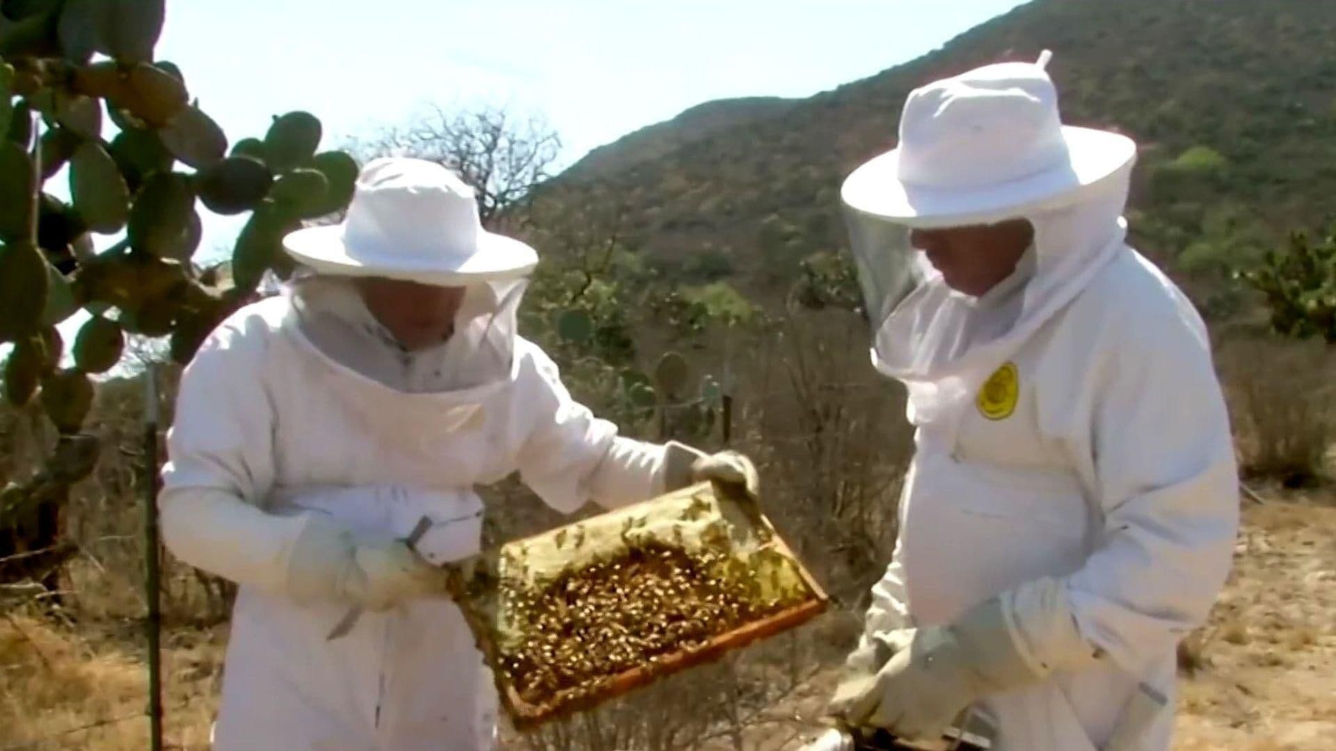 Conoce 'El Abejadario', Hogar de las Abejas Rescatadas en Zempoala, Hidalgo