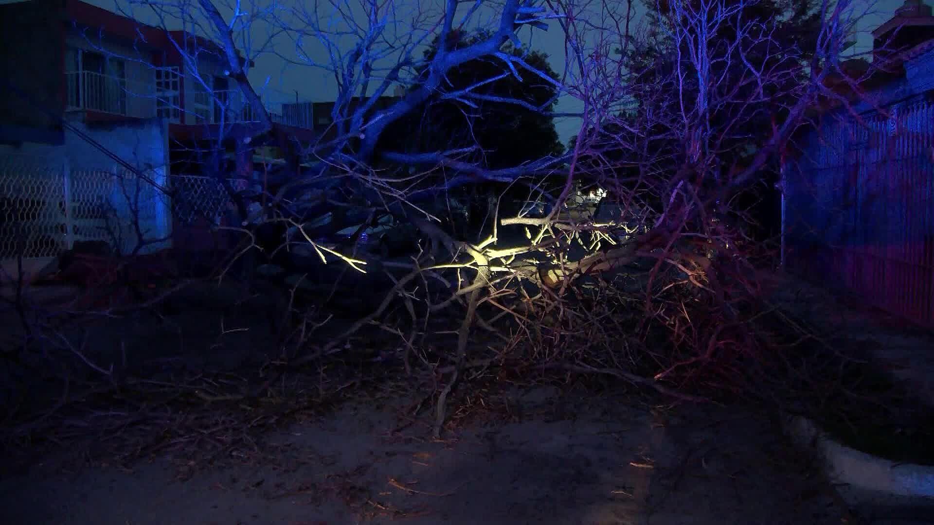 Árbol Cae de 8 Metros de Altura Contra un Hombre en el Álamo Industrial y Sobrevive