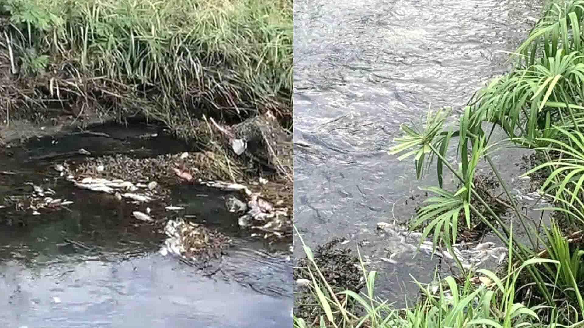 Vecinos Reportan Presencia de Animales Sin Vida en Canal de El Mante