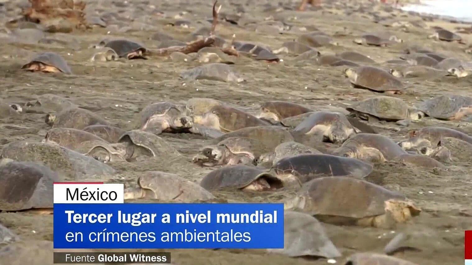 Crímenes Ambientales en México: El Caso de la Conservación de Tortugas Marinas en Majahual