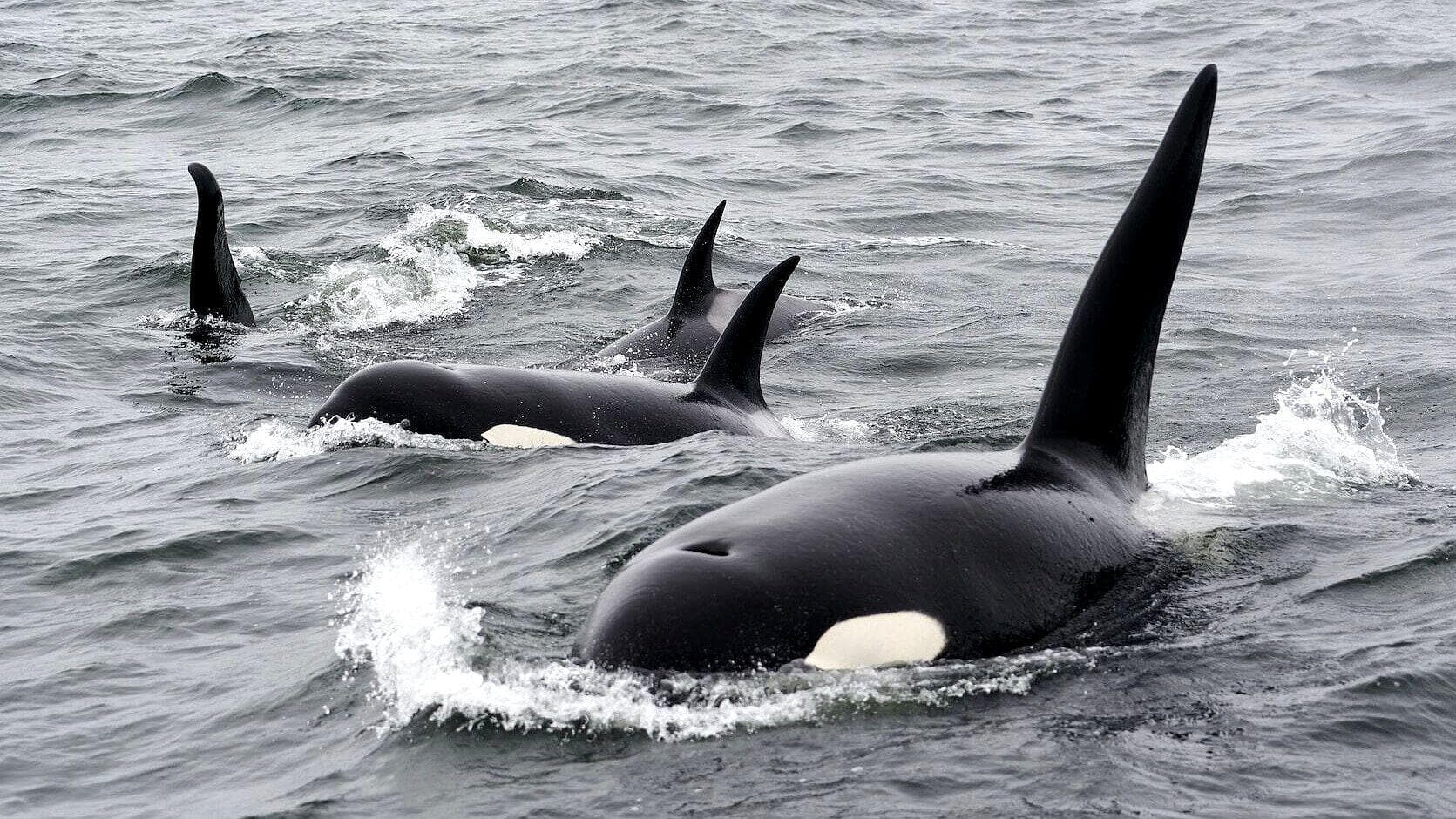 Captan Ataque de Orcas a Yate en Gibraltar