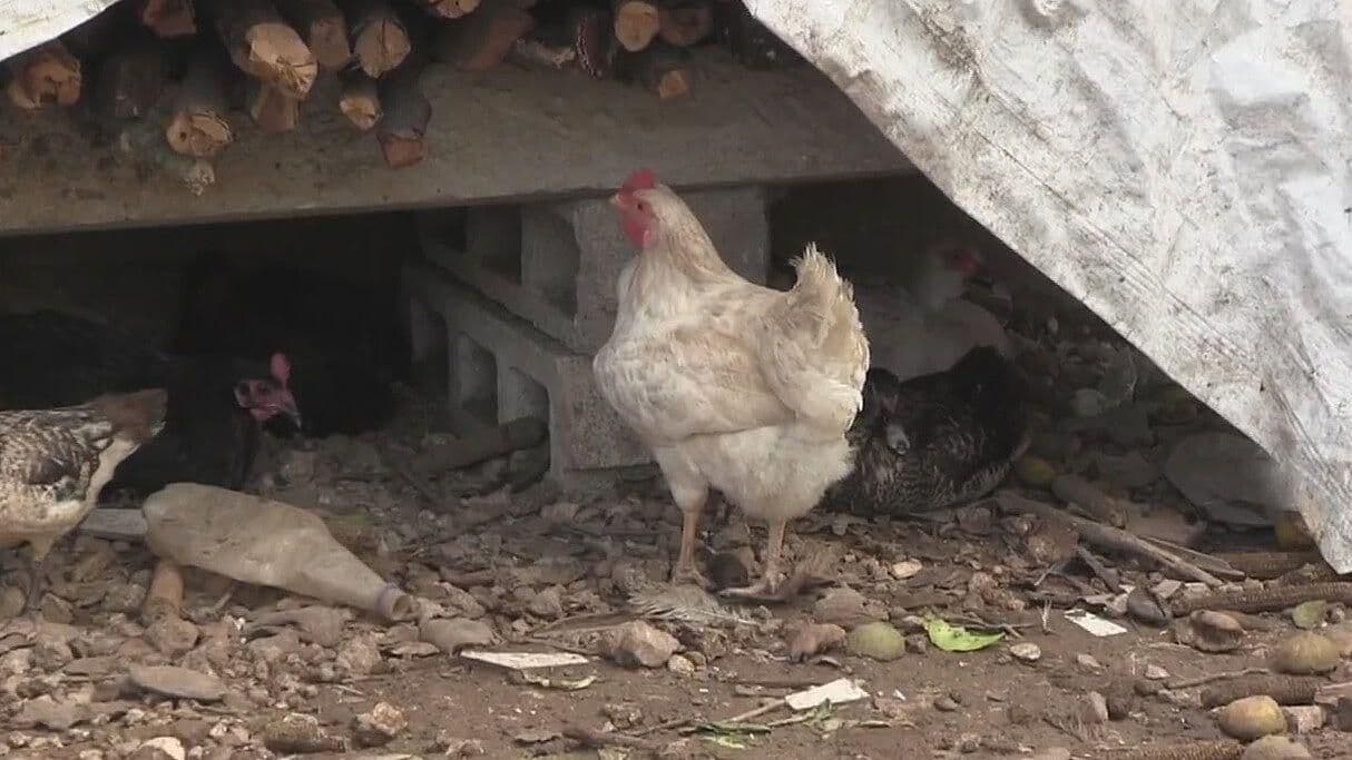 Piden Eliminar Jaulas en Granjas para Animales de UE