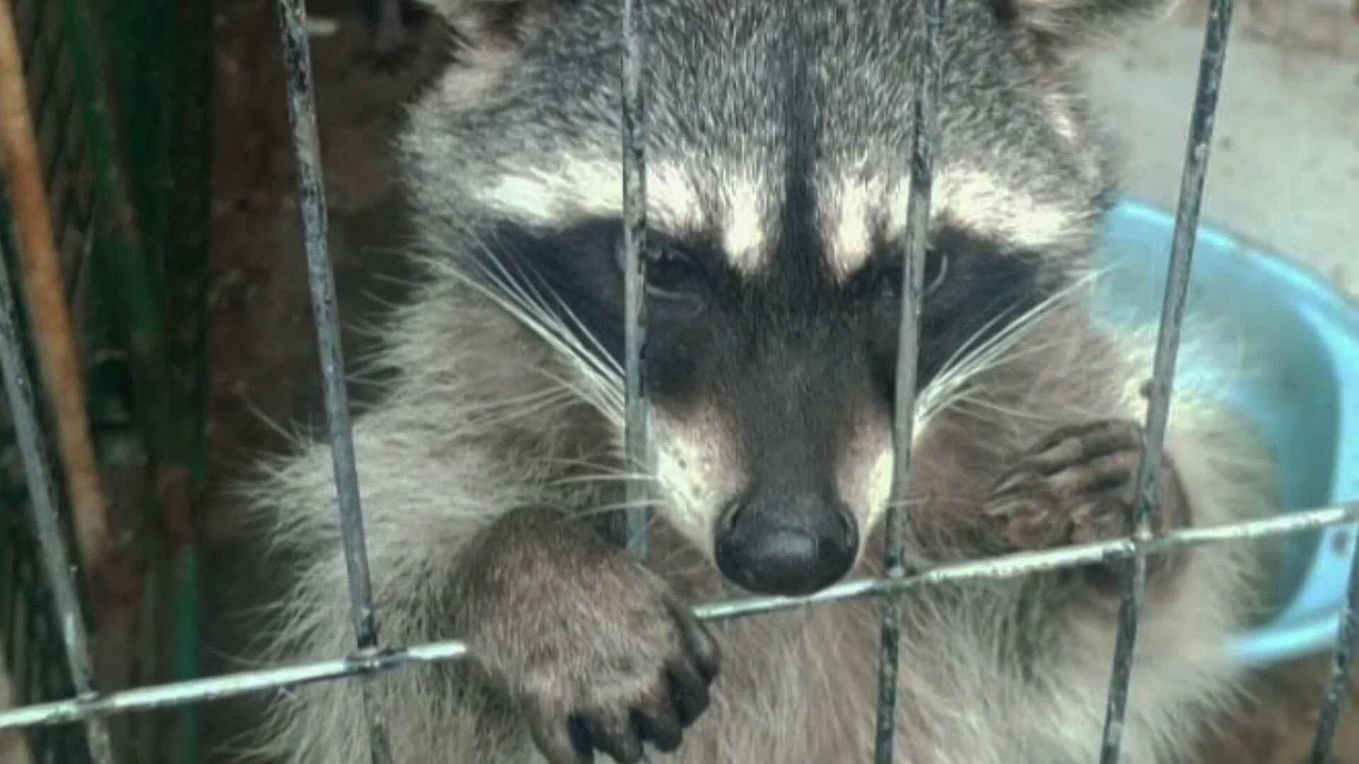 Rescatan a León, 5 Mapaches y 2 Perros en Cateo a Inmueble en Zinacantepec, Estado de México