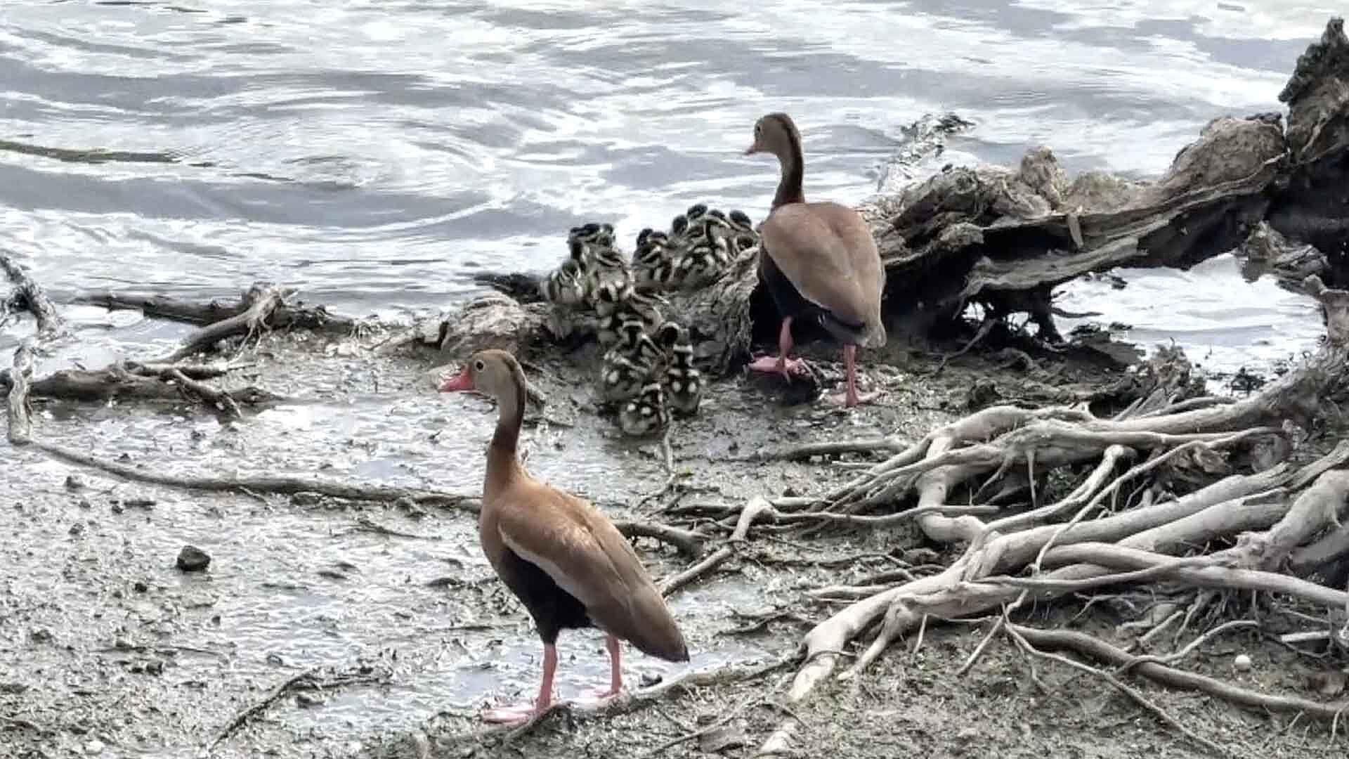 Rescatan a Familia de Patos en Plaza Principal de Matamoros; Fueron Reubicados