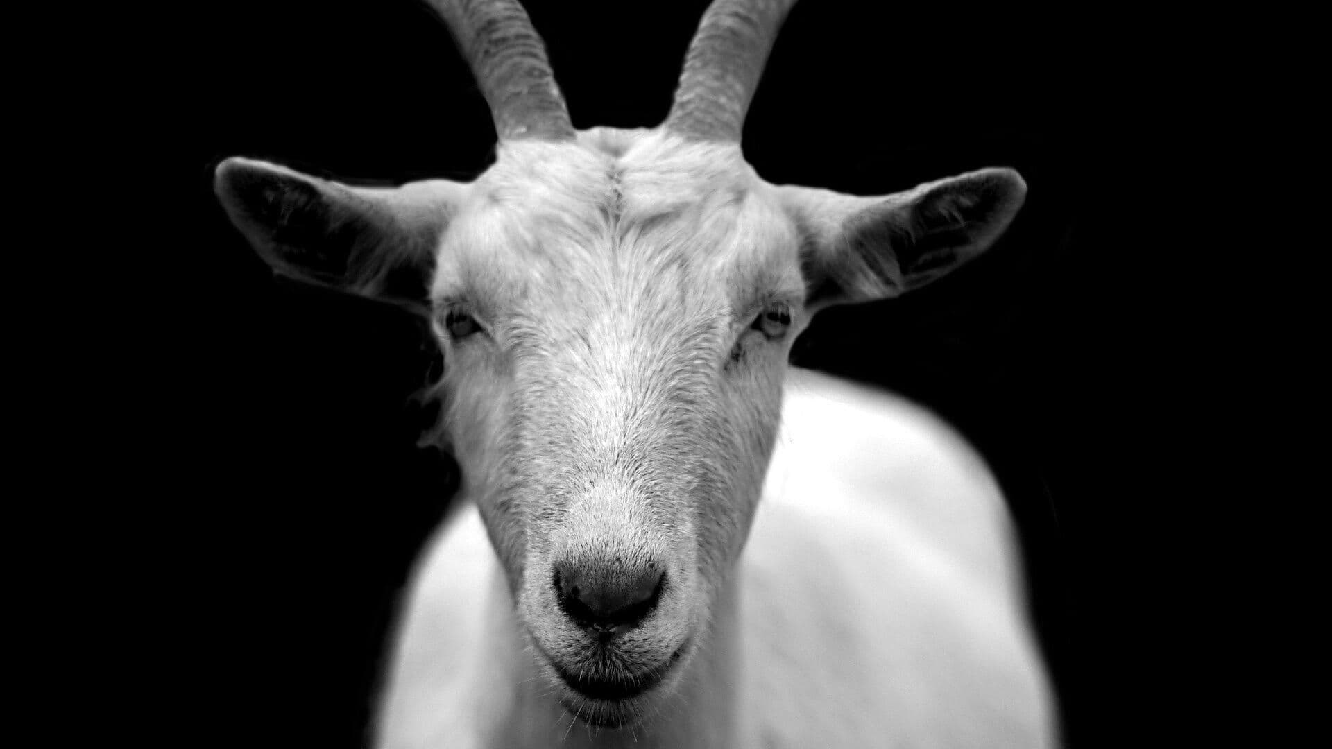 Extraño Animal Mata a Ganado en Sierra de Zongolica y Pobladores Culpan al Chupacabras