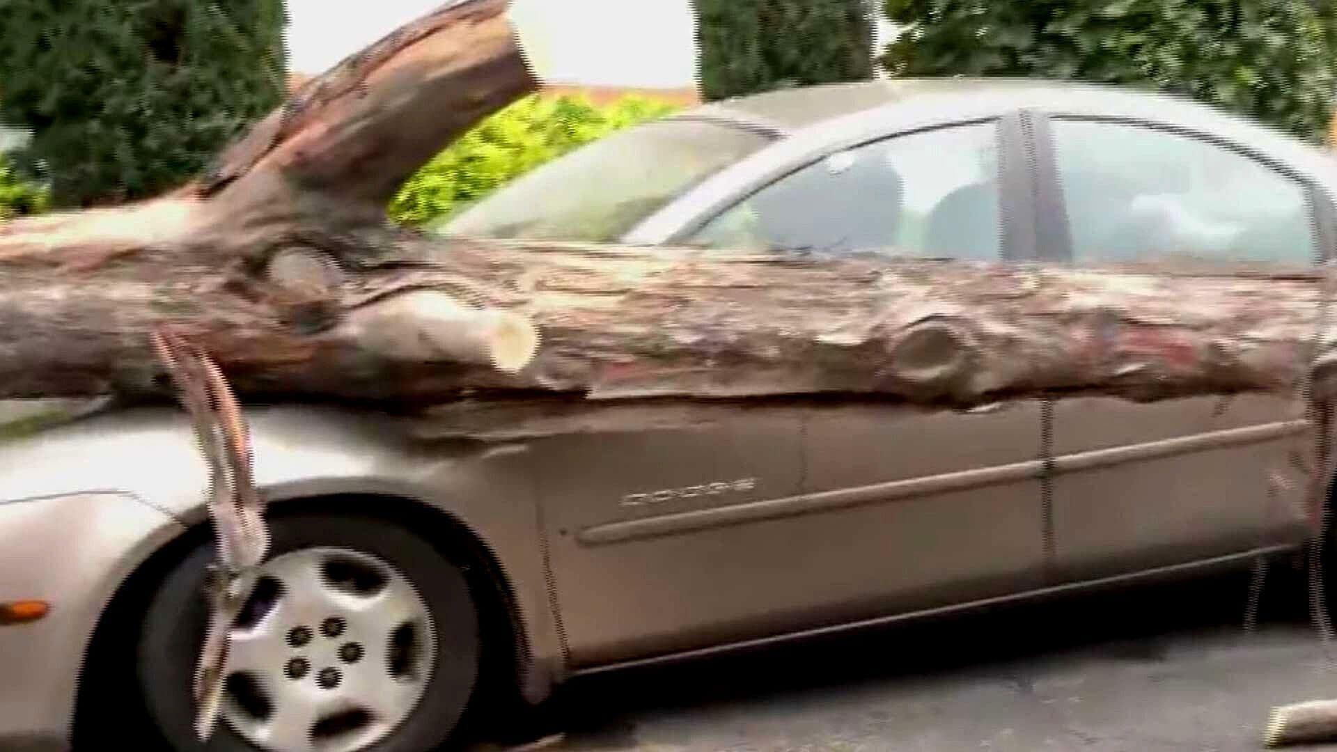 Enorme Árbol Cae sobre Tres Vehículos en la Narvarte, CDMX