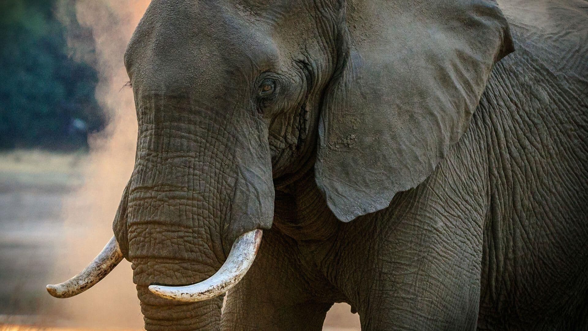 Trasladarán Vía Aérea a Elefante Desde Sri Lanka Hasta Tailandia