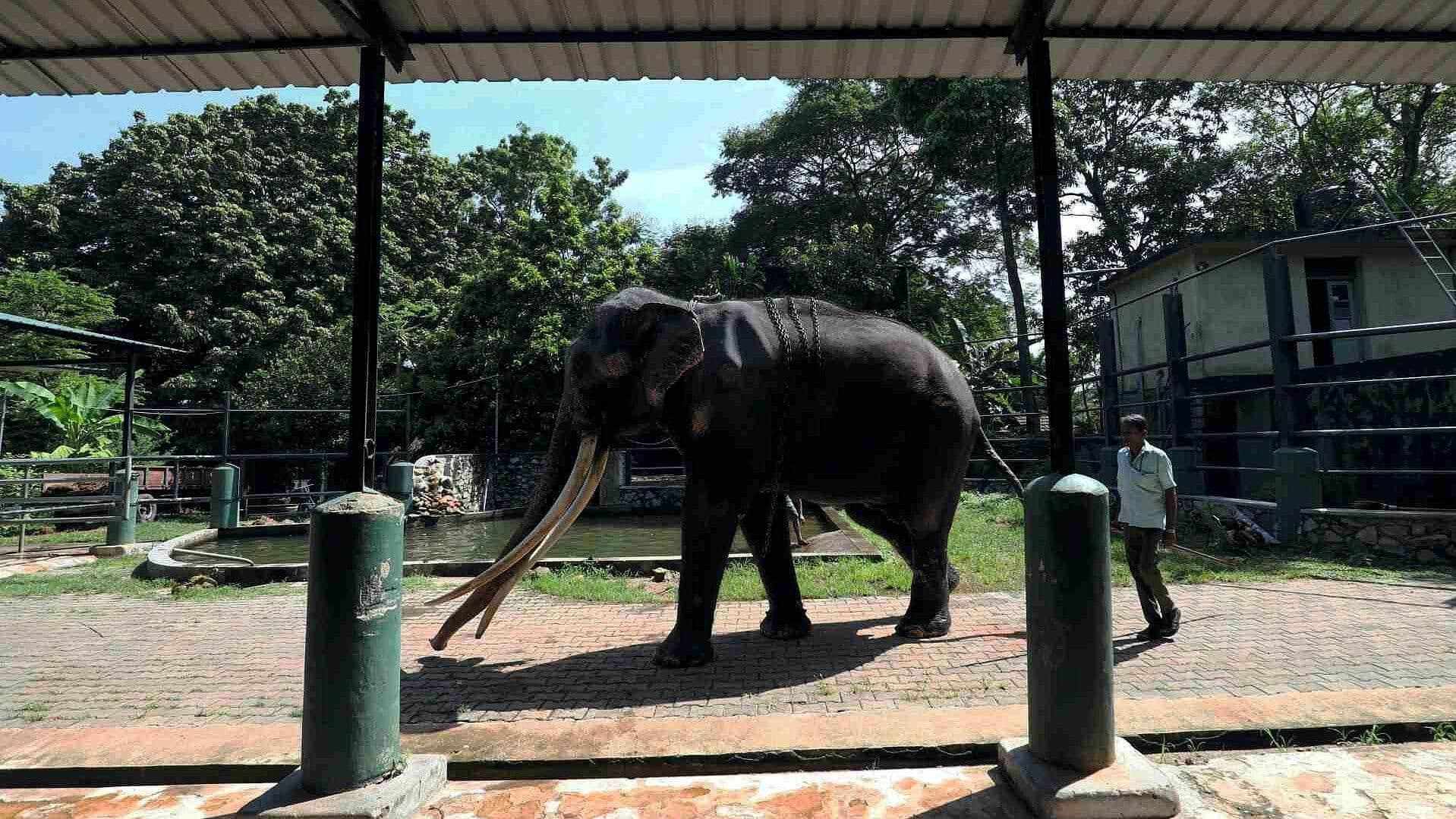 Elefante Sak Surin Regresa a Tailandia tras Sufrir Maltrato en Sri Lanka