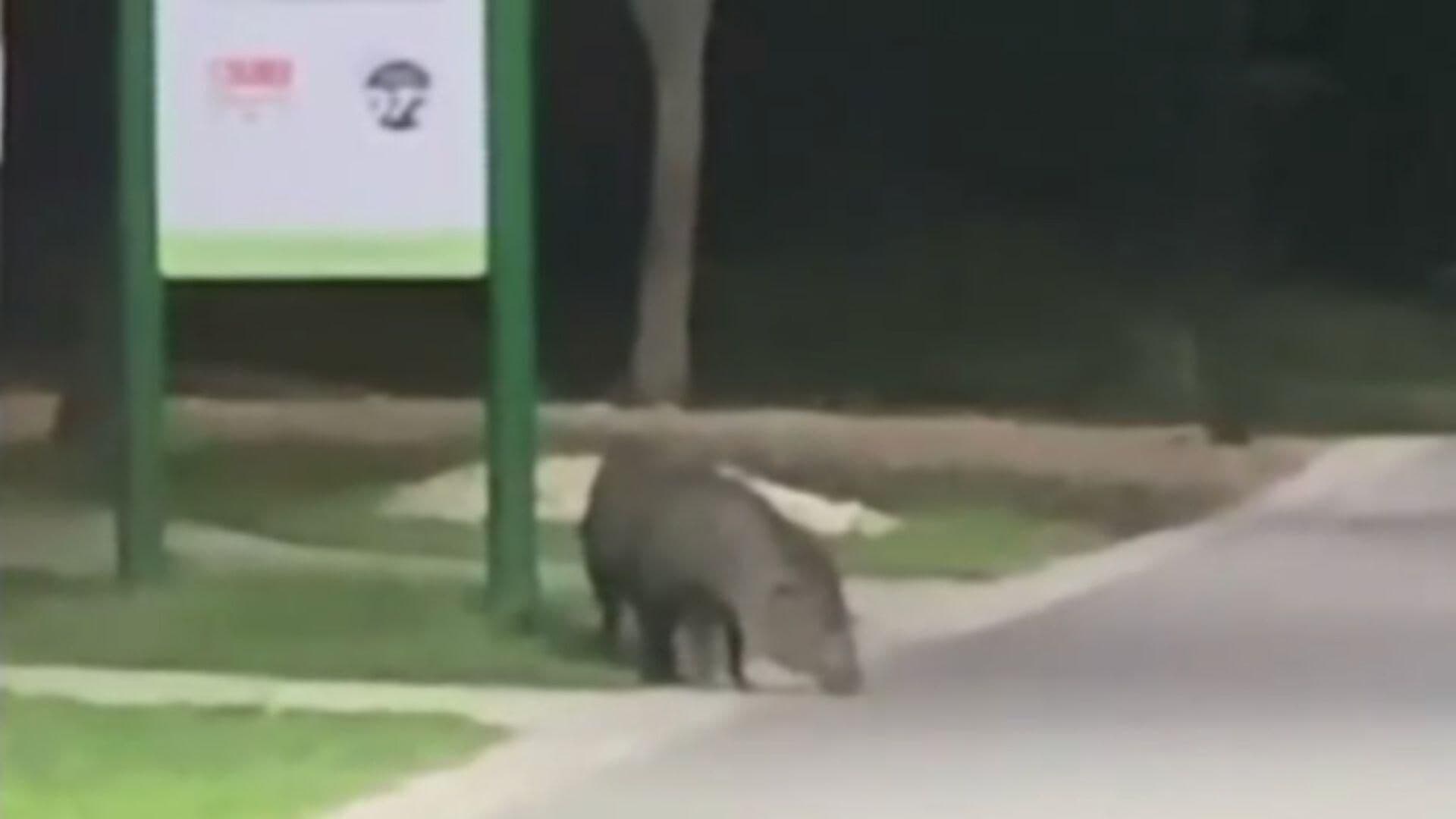Alerta Presencia de Jabalís Cerca del Río Las Silla en Monterrey
