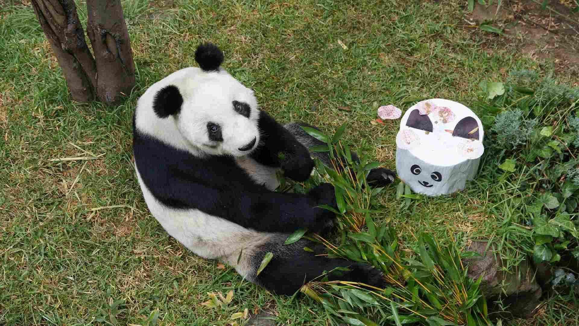 La Panda Gigante de Chapultepec Xin Xin Cumple 35 Años