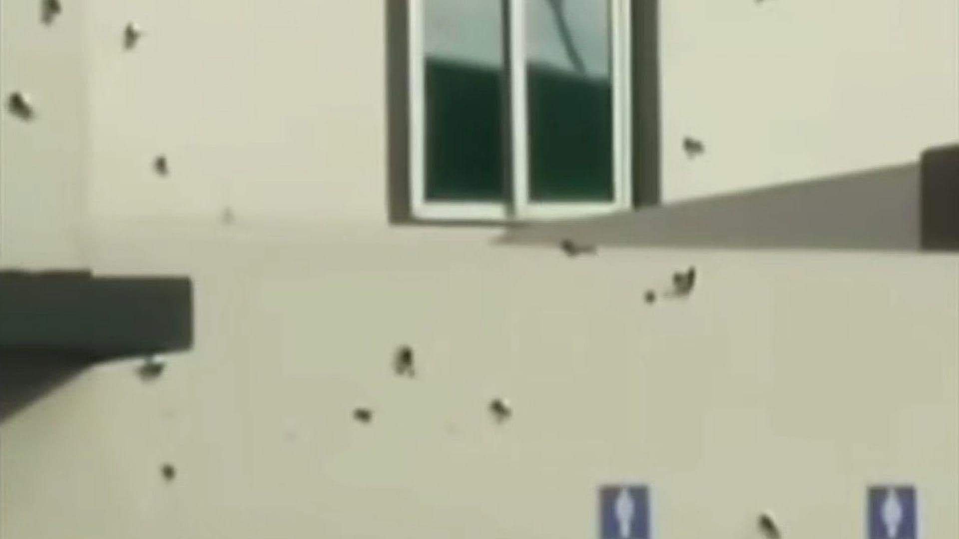 Rafaguean Gasolinera en Elota, Sinaloa; Así Quedó la Fachada