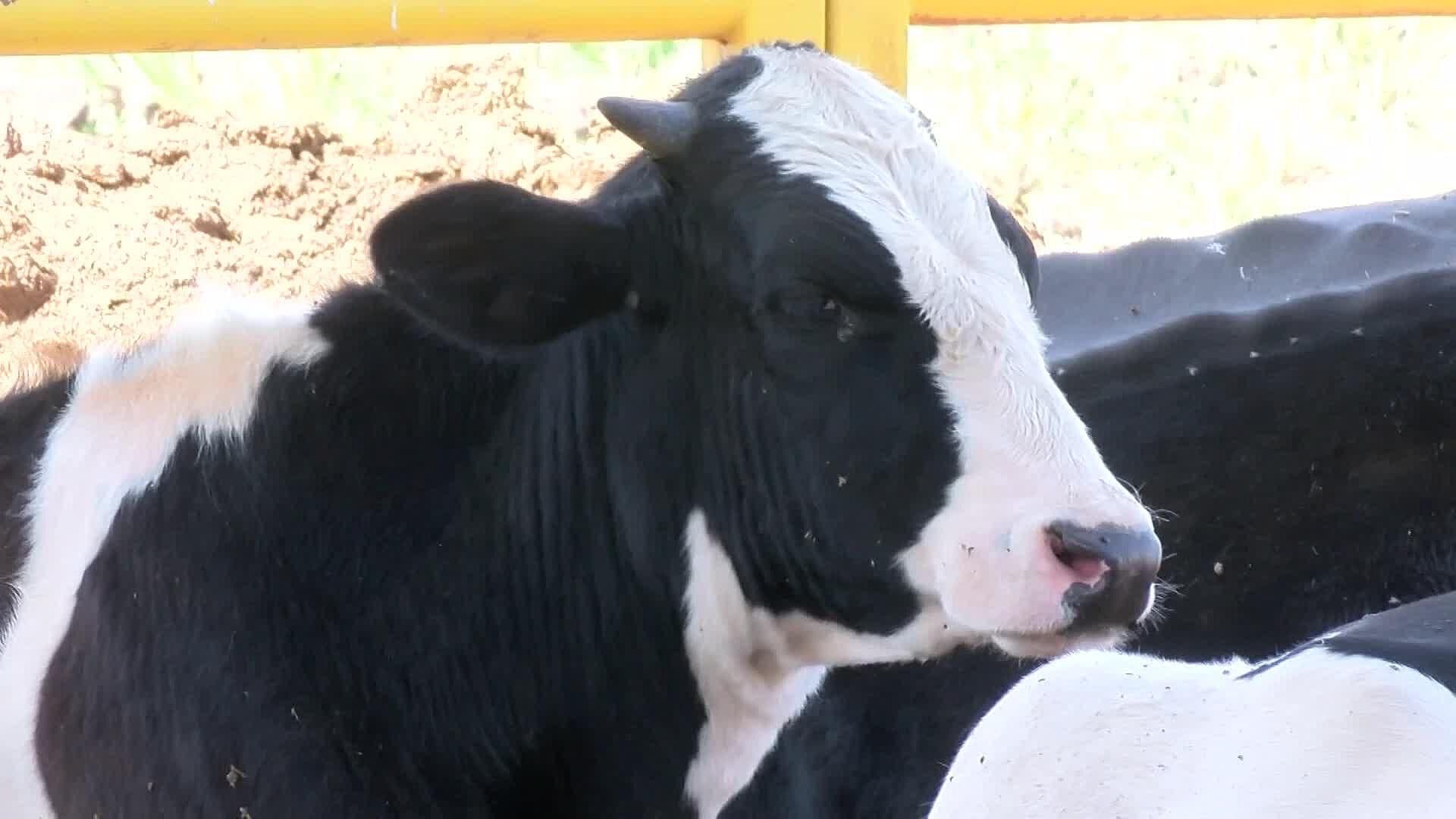 El Señor José Armando ha Tenido que Vender a sus Animales por la Sequía