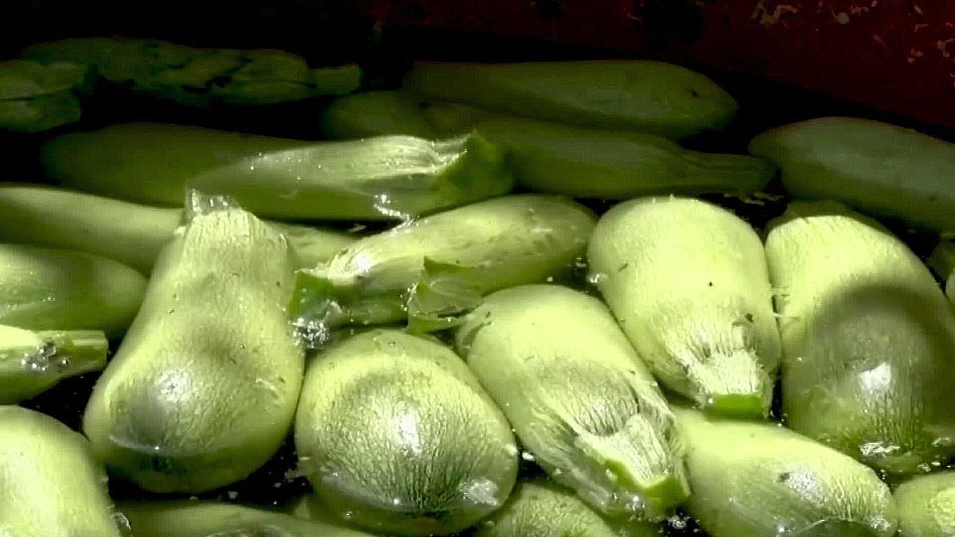Agricultores de Samalayuca Vencen al Desierto y Cosechan Calabacitas
