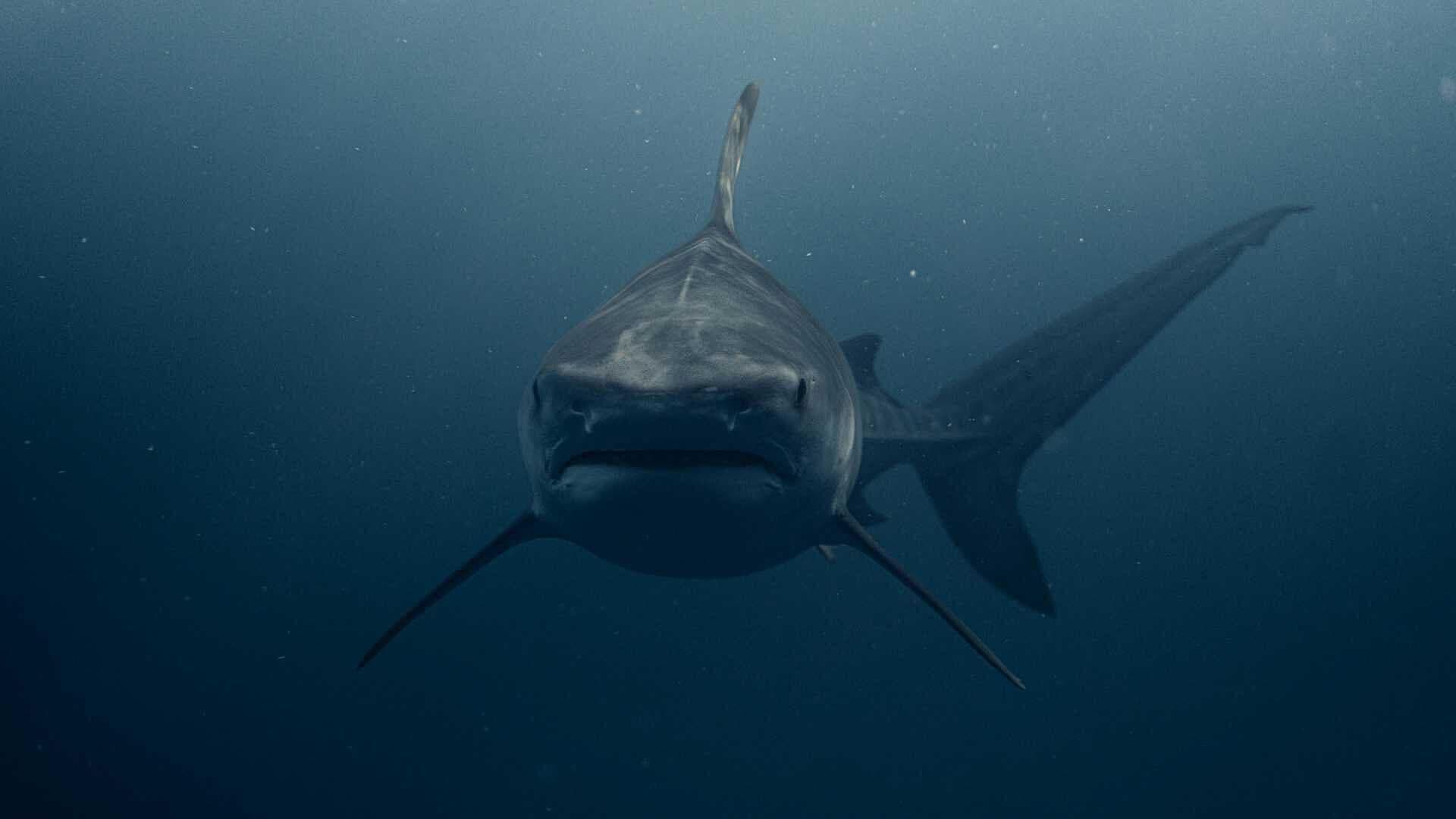 Encuentran Cocaína en 13 Tiburones en Río de Janeiro, Brasil