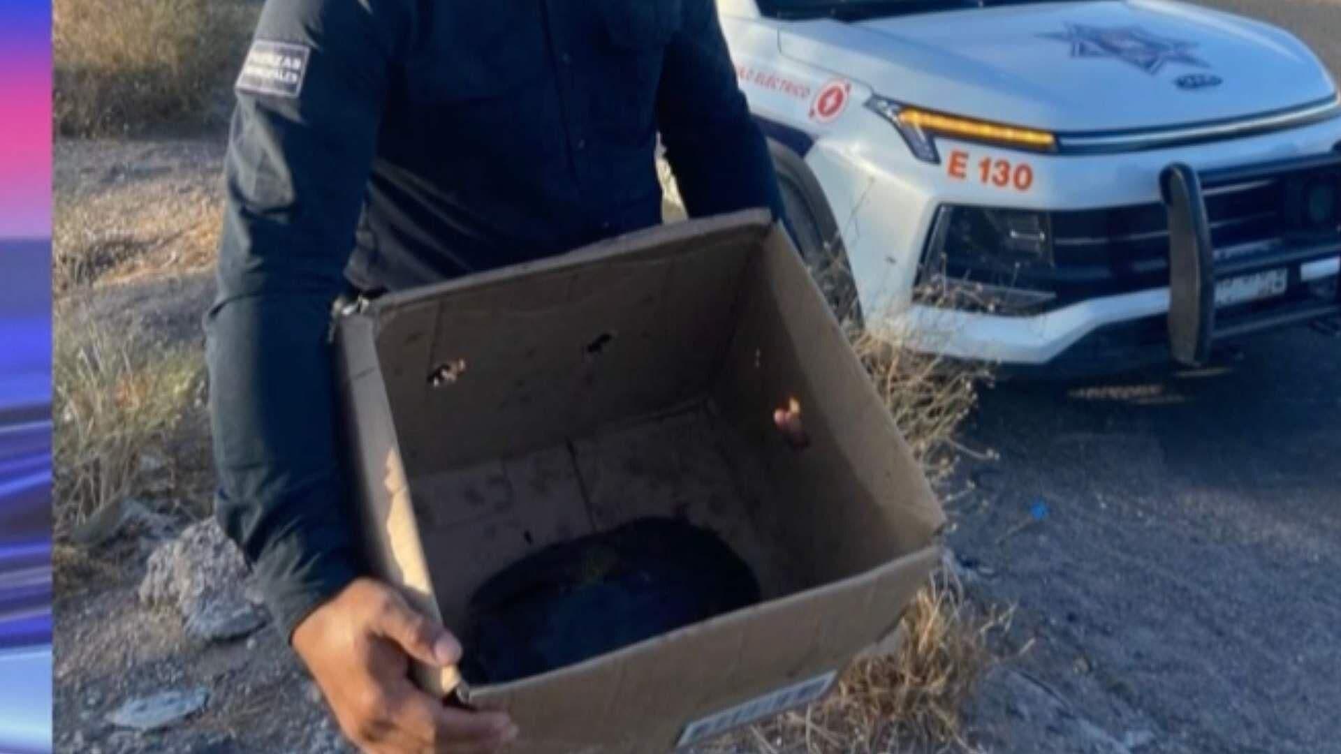 Auxilian a Tortuga Herida en Paseo Río Sonora en Hermosillo