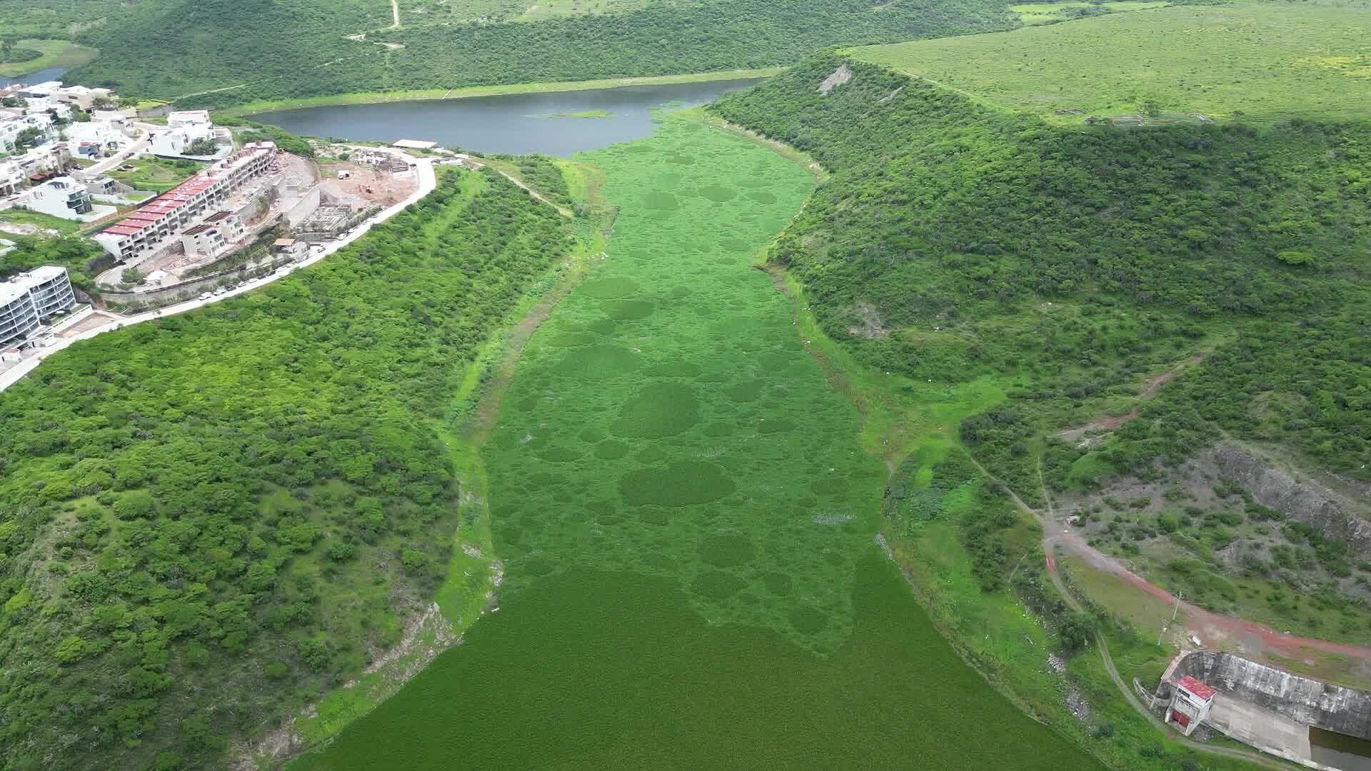 La Flor que Porfirio Díaz Trajo por Amor; Hoy es una Plaga en El Batán de Querétaro
