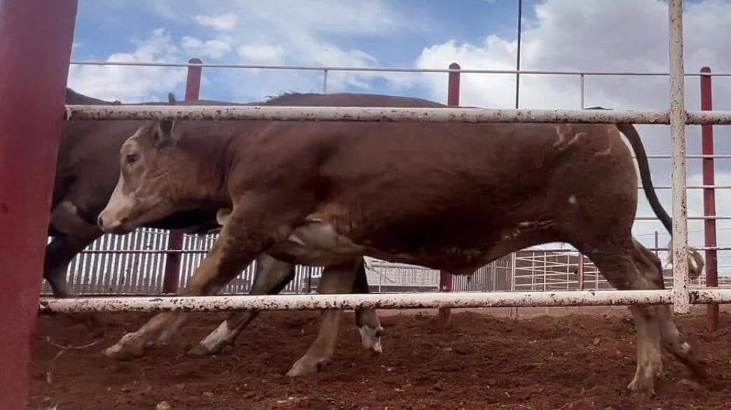 Delegada de Asociación Ganadera de Altar Inconforme por Cierre de Exportación a EUA