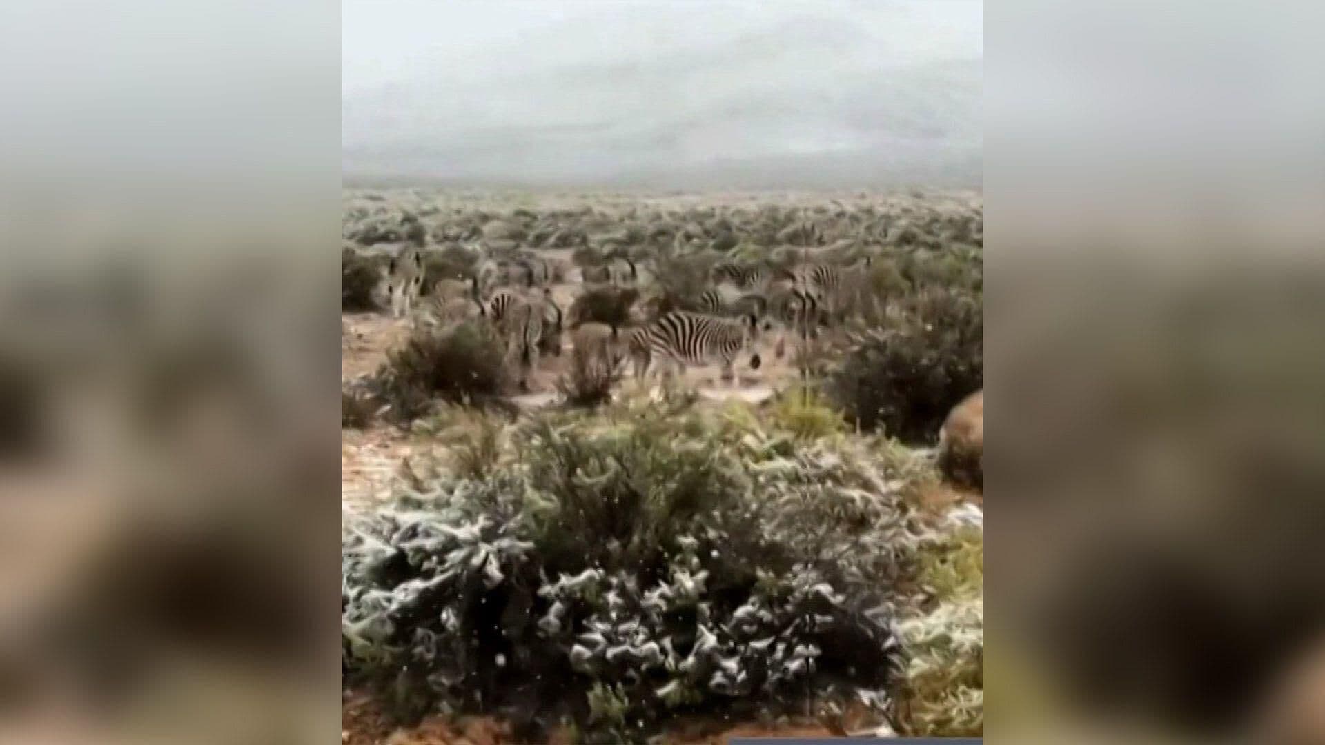 Jirafas, Leones y Cebras se Resguardan por Inusual Clima en Sudáfrica