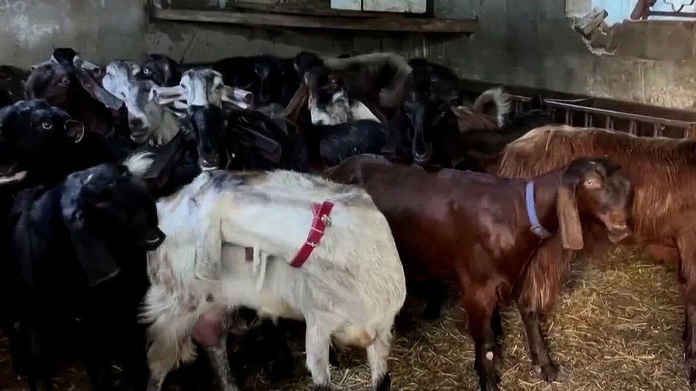 Animales, Víctimas Colaterales de la Redada Israelí en Yenín