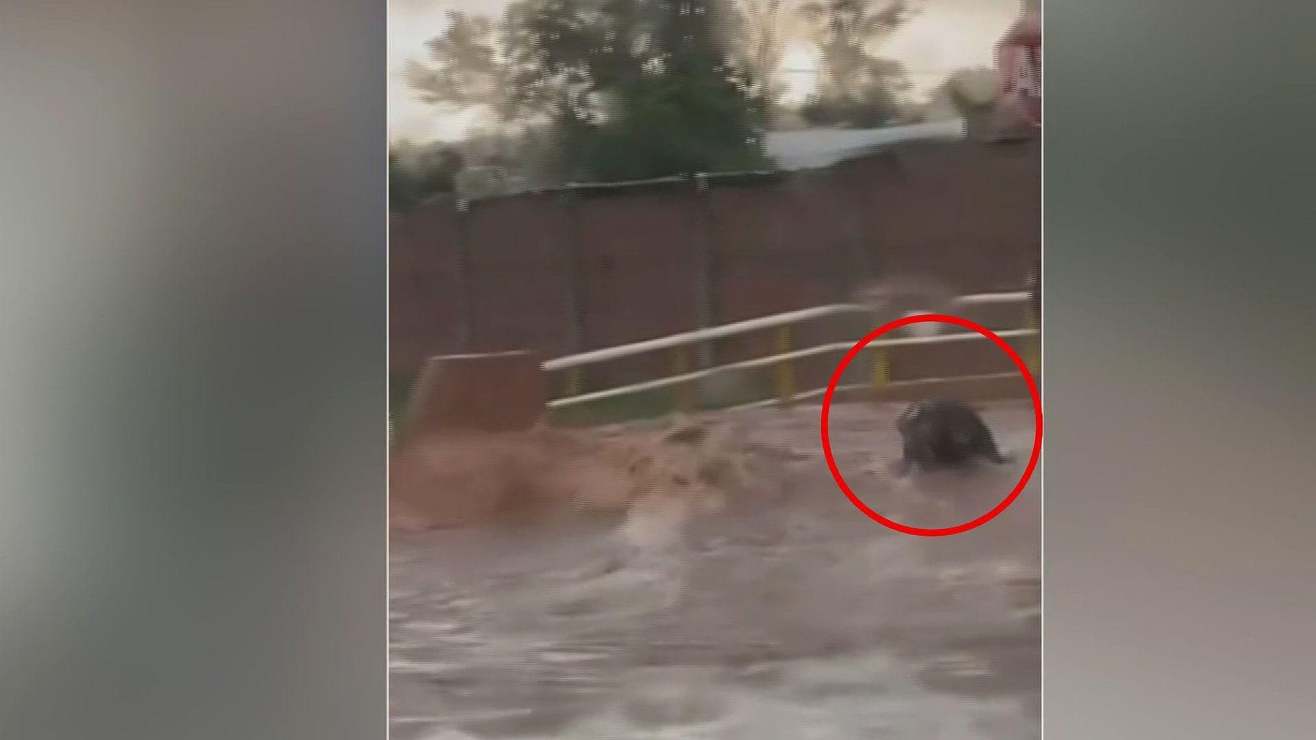 Impactan Reflejos de Motociclista: Se Salva de Ser Arrastrado por Corriente en Tepatitlán Hoy