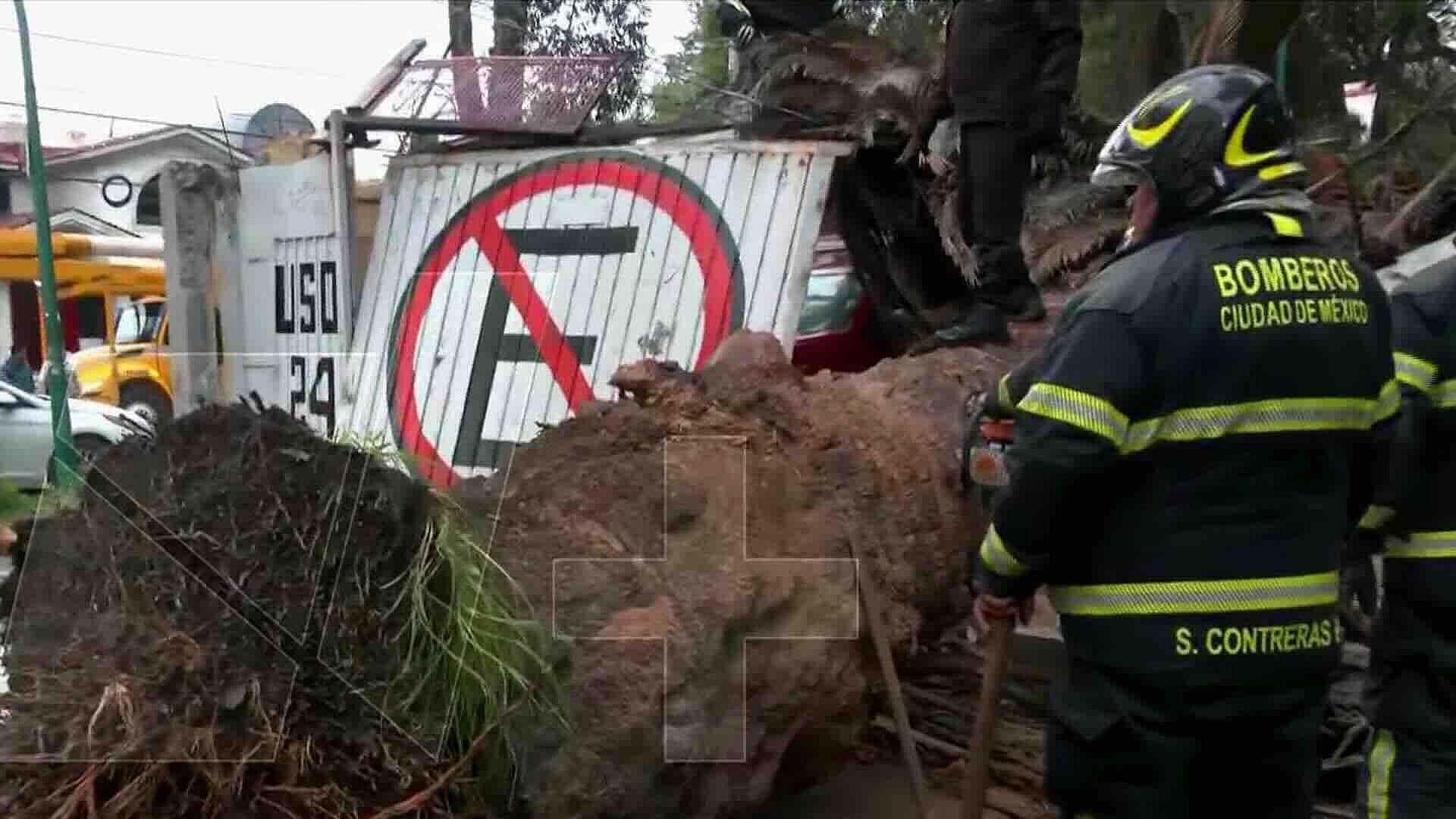 Palmera Seca Cae sobre Vivienda en Lindavista en la Gustavo A. Madero, CDMX