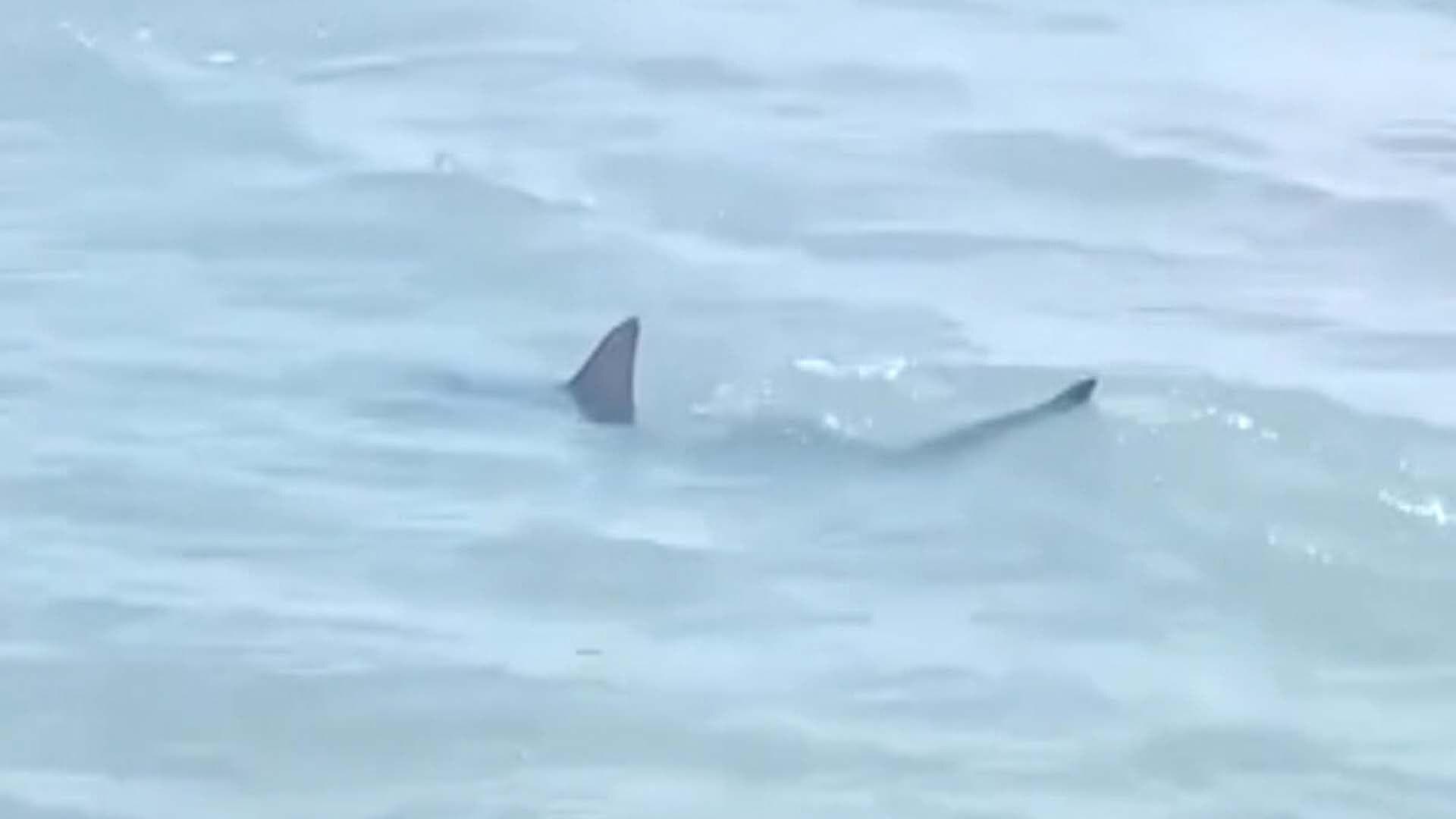 VIdeo: Captan Tiburon en la Orilla de la Isla del Padre en Texas