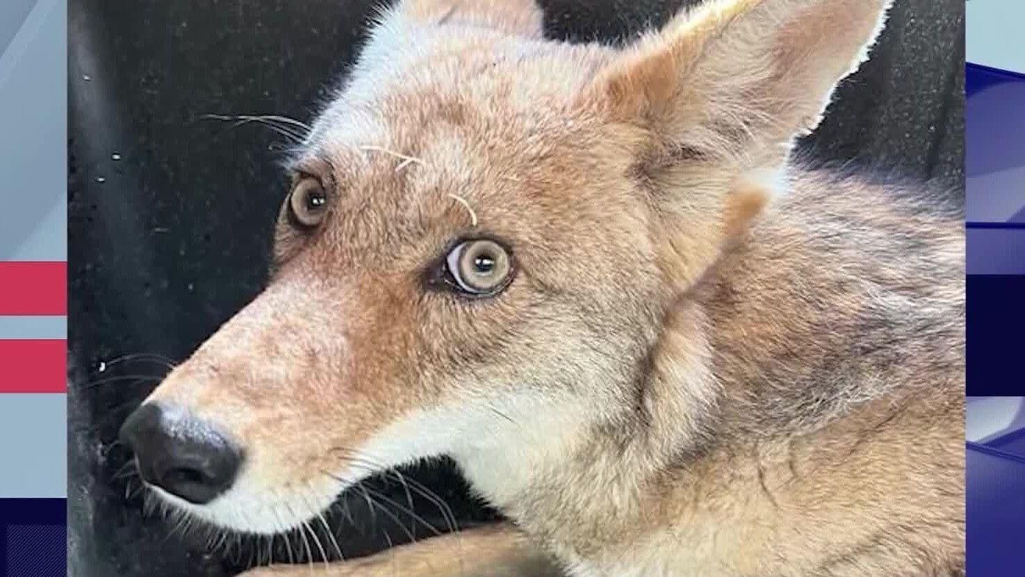 Abandono de Perros en Bosque La Primavera Causa Enfermedades a Especies Endémicas