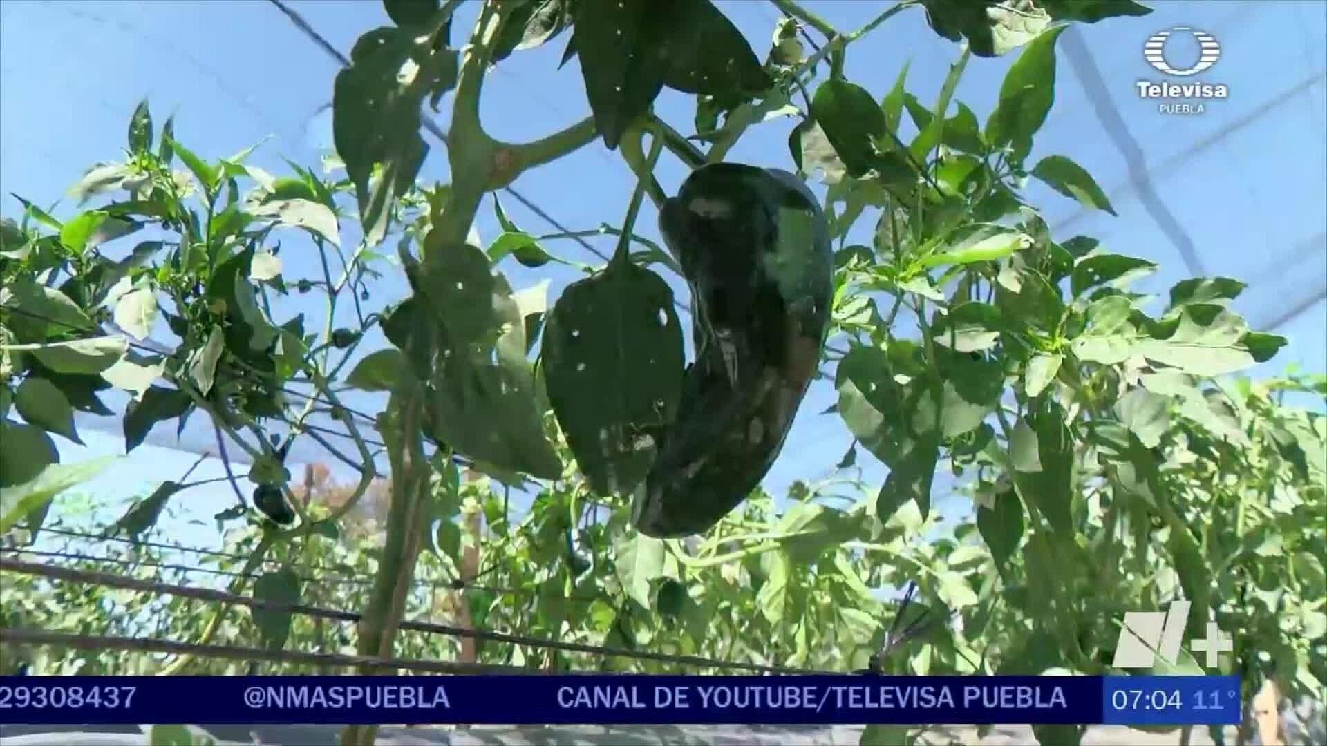 ¿Qué Precio Tendrán los Chiles en Nogada Este 2023?