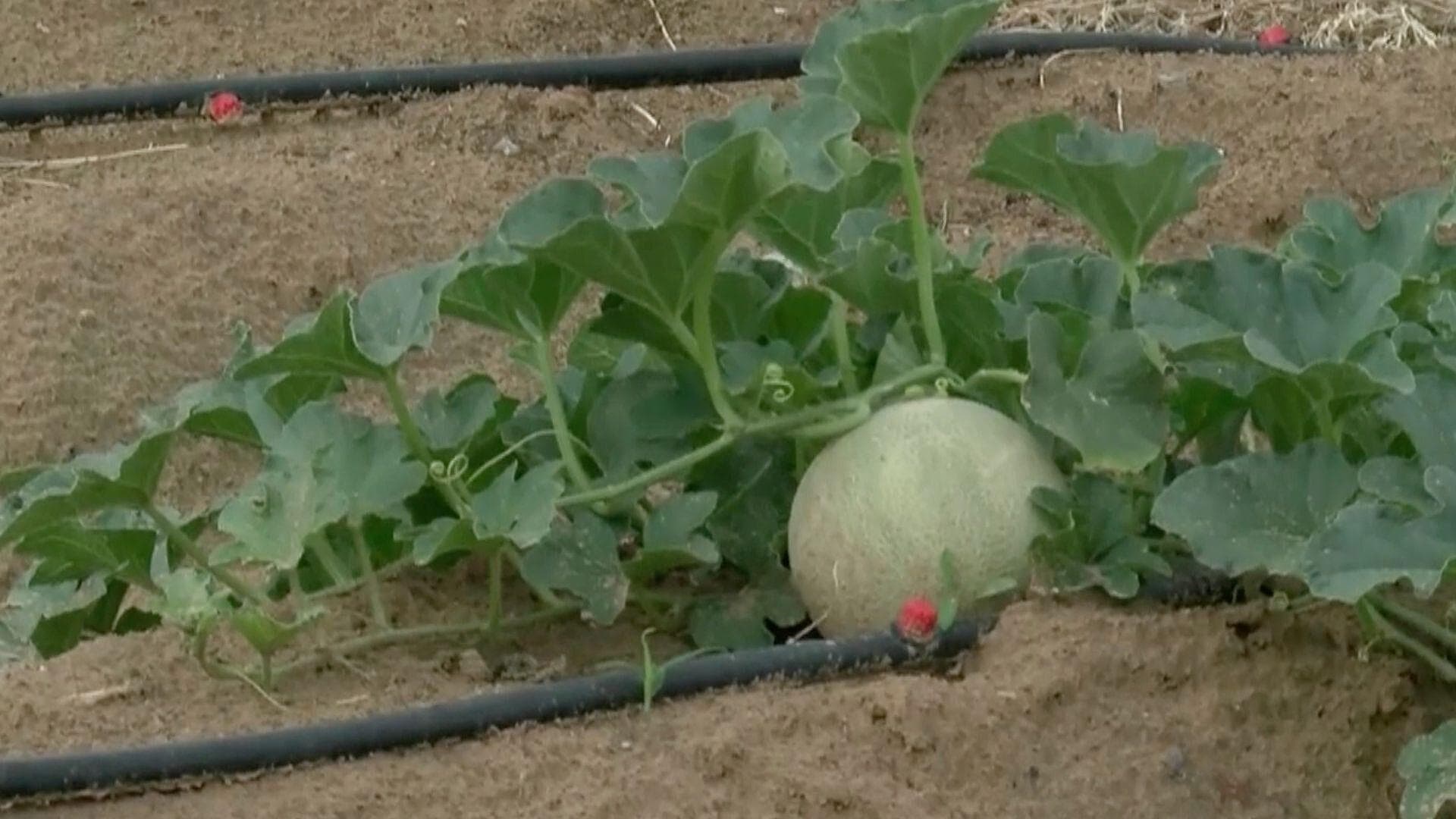 Huertos Urbanos en Ciudad Juárez: Alternativa para Cultivar Alimentos Desde Casa
