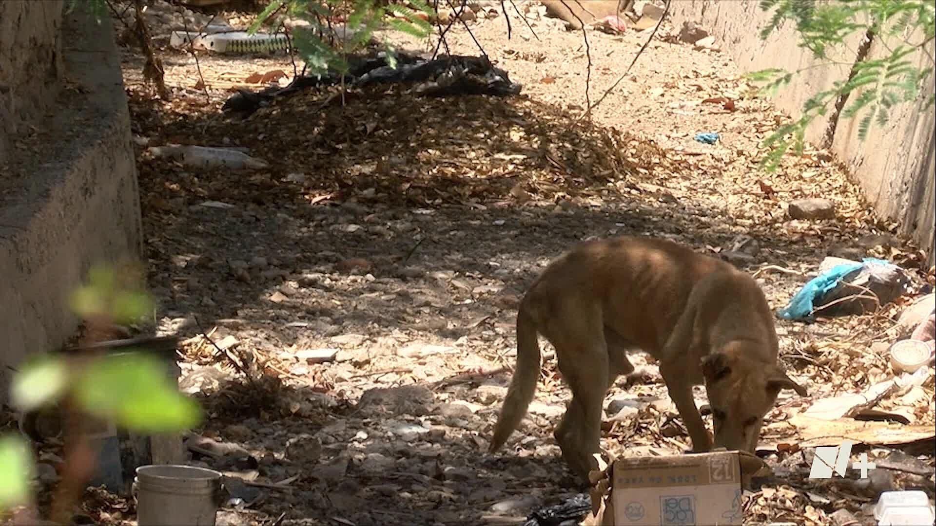 Reportan a Perrito Abandonado en Arroyo de Colonia Sahuaro